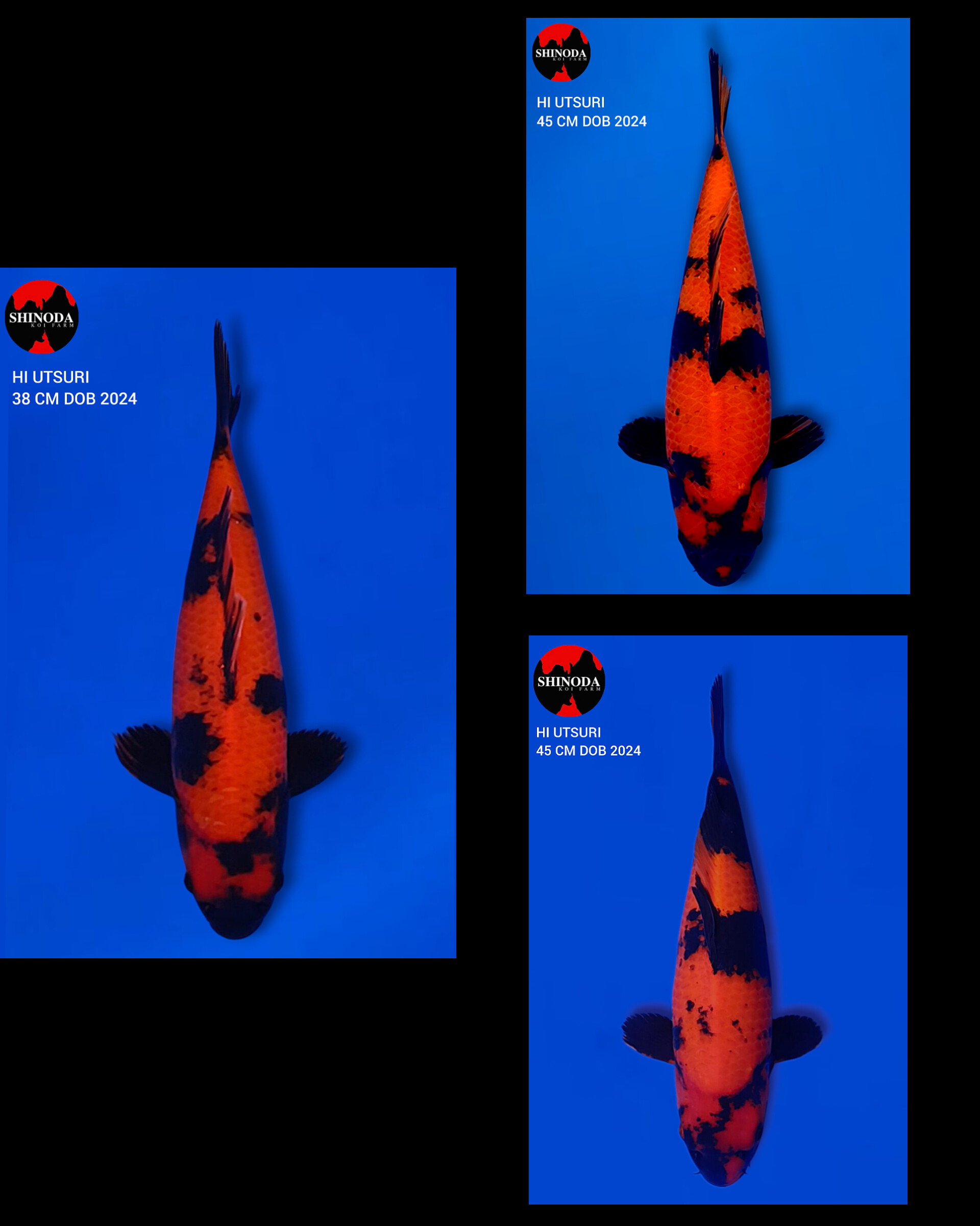 Lelang Koi Online, Jual Beli Ikan Koi, Pasar Koi Terbaik, Agen Lelang Koi, Penawaran Koi Berkualitas, Harga Jual Koi, Lelang Ikan Koi Import, Beli Koi Online, Jual Koi Murah, Koi Showroom, Penjual Koi Terpercaya, Lelang Koi Jakarta, Jual Koi Lokal, Koi Kualitas Unggul, Harga Terbaik Koi, Jual Koi Indukan, Lelang Ikan Hias Koi, Pasar Koi Indonesia, Beli Koi Berkualitas Tinggi, Koi Farm Terbesar, Jual Beli Koi Impor, Lelang Ikan Koi Kualitas Premium, Daftar Harga Koi Terbaru, Pusat Jual Beli Koi, Info Lelang Koi Hari Ini.