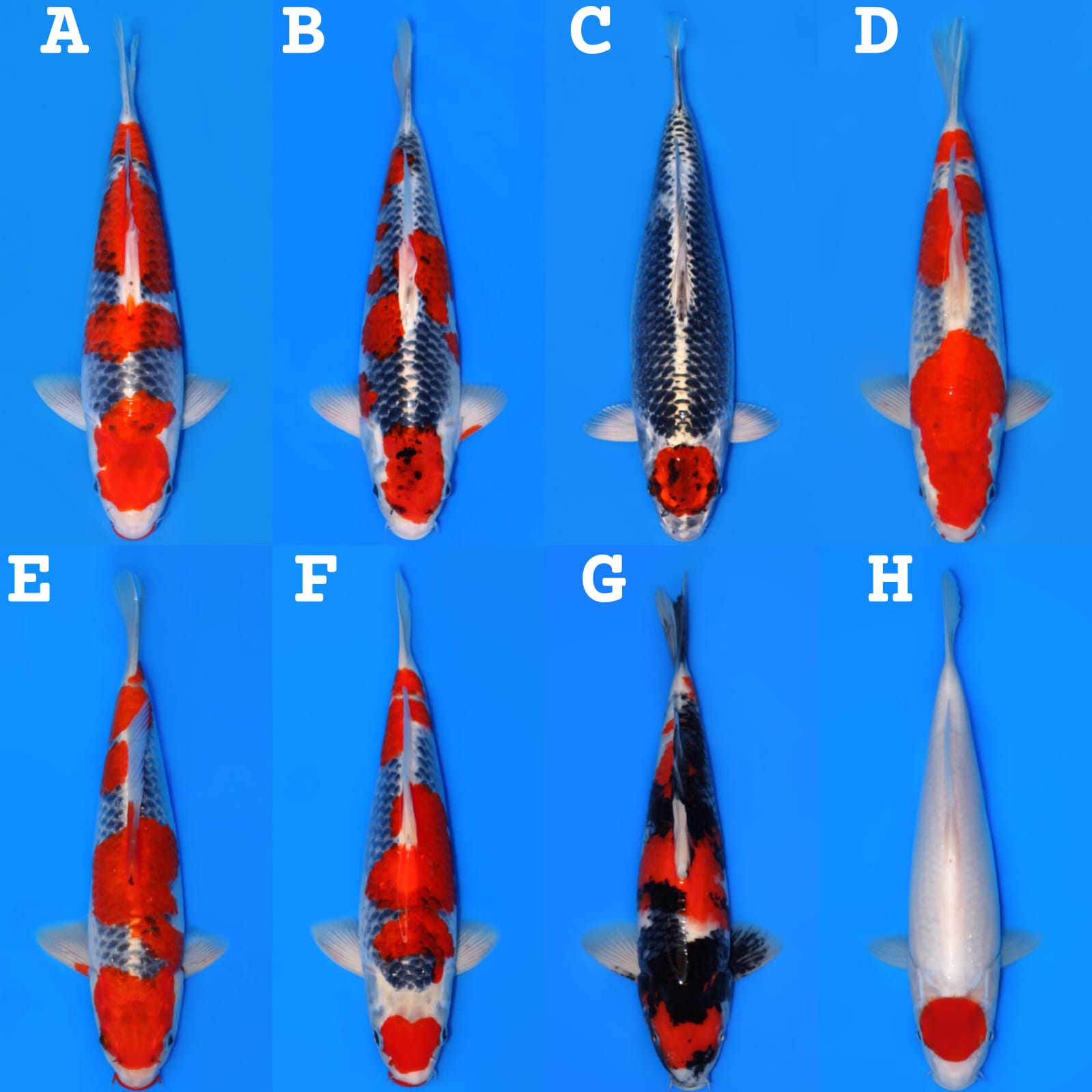 Lelang Koi Online, Jual Beli Ikan Koi, Pasar Koi Terbaik, Agen Lelang Koi, Penawaran Koi Berkualitas, Harga Jual Koi, Lelang Ikan Koi Import, Beli Koi Online, Jual Koi Murah, Koi Showroom, Penjual Koi Terpercaya, Lelang Koi Jakarta, Jual Koi Lokal, Koi Kualitas Unggul, Harga Terbaik Koi, Jual Koi Indukan, Lelang Ikan Hias Koi, Pasar Koi Indonesia, Beli Koi Berkualitas Tinggi, Koi Farm Terbesar, Jual Beli Koi Impor, Lelang Ikan Koi Kualitas Premium, Daftar Harga Koi Terbaru, Pusat Jual Beli Koi, Info Lelang Koi Hari Ini.