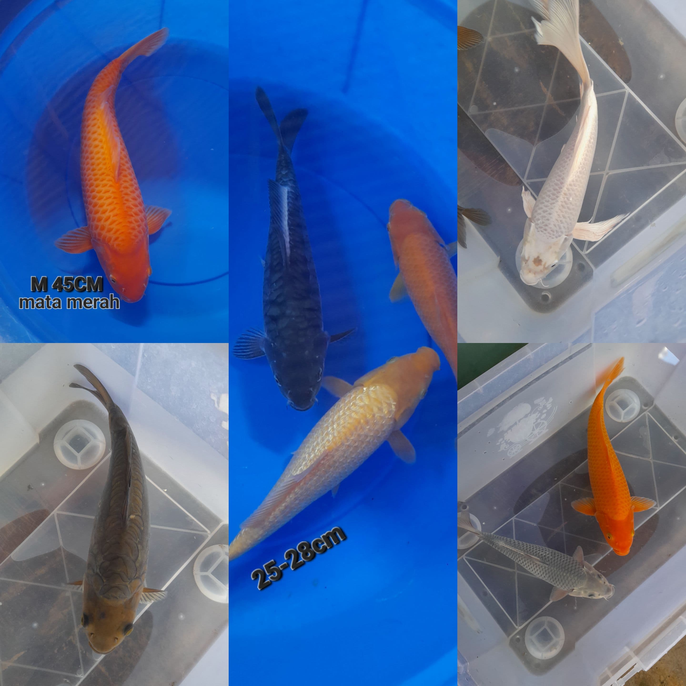 Lelang Koi Online, Jual Beli Ikan Koi, Pasar Koi Terbaik, Agen Lelang Koi, Penawaran Koi Berkualitas, Harga Jual Koi, Lelang Ikan Koi Import, Beli Koi Online, Jual Koi Murah, Koi Showroom, Penjual Koi Terpercaya, Lelang Koi Jakarta, Jual Koi Lokal, Koi Kualitas Unggul, Harga Terbaik Koi, Jual Koi Indukan, Lelang Ikan Hias Koi, Pasar Koi Indonesia, Beli Koi Berkualitas Tinggi, Koi Farm Terbesar, Jual Beli Koi Impor, Lelang Ikan Koi Kualitas Premium, Daftar Harga Koi Terbaru, Pusat Jual Beli Koi, Info Lelang Koi Hari Ini.