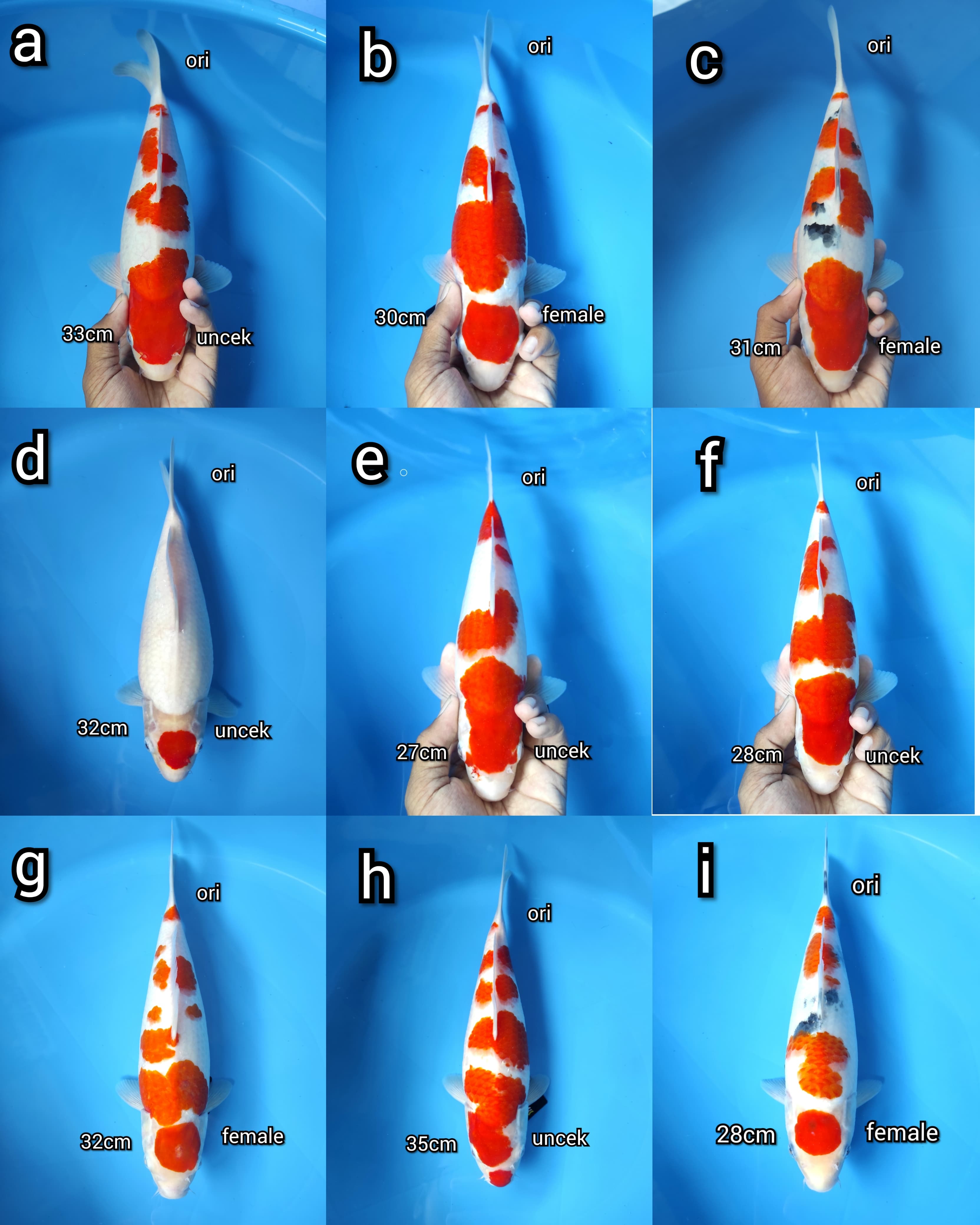 Lelang Koi Online, Jual Beli Ikan Koi, Pasar Koi Terbaik, Agen Lelang Koi, Penawaran Koi Berkualitas, Harga Jual Koi, Lelang Ikan Koi Import, Beli Koi Online, Jual Koi Murah, Koi Showroom, Penjual Koi Terpercaya, Lelang Koi Jakarta, Jual Koi Lokal, Koi Kualitas Unggul, Harga Terbaik Koi, Jual Koi Indukan, Lelang Ikan Hias Koi, Pasar Koi Indonesia, Beli Koi Berkualitas Tinggi, Koi Farm Terbesar, Jual Beli Koi Impor, Lelang Ikan Koi Kualitas Premium, Daftar Harga Koi Terbaru, Pusat Jual Beli Koi, Info Lelang Koi Hari Ini.