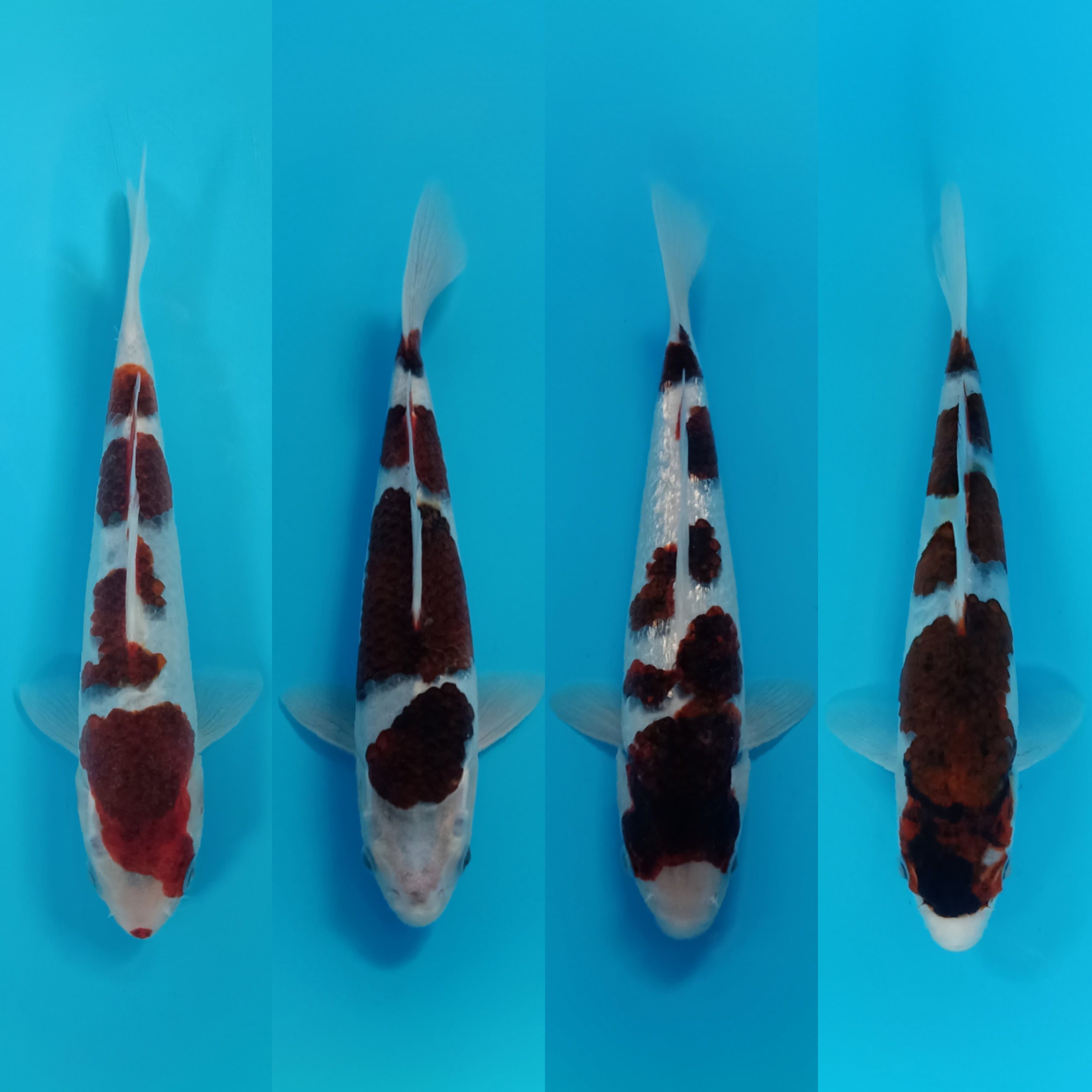 Lelang Koi Online, Jual Beli Ikan Koi, Pasar Koi Terbaik, Agen Lelang Koi, Penawaran Koi Berkualitas, Harga Jual Koi, Lelang Ikan Koi Import, Beli Koi Online, Jual Koi Murah, Koi Showroom, Penjual Koi Terpercaya, Lelang Koi Jakarta, Jual Koi Lokal, Koi Kualitas Unggul, Harga Terbaik Koi, Jual Koi Indukan, Lelang Ikan Hias Koi, Pasar Koi Indonesia, Beli Koi Berkualitas Tinggi, Koi Farm Terbesar, Jual Beli Koi Impor, Lelang Ikan Koi Kualitas Premium, Daftar Harga Koi Terbaru, Pusat Jual Beli Koi, Info Lelang Koi Hari Ini.