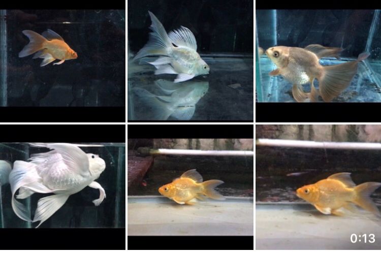 Lelang Koi Online, Jual Beli Ikan Koi, Pasar Koi Terbaik, Agen Lelang Koi, Penawaran Koi Berkualitas, Harga Jual Koi, Lelang Ikan Koi Import, Beli Koi Online, Jual Koi Murah, Koi Showroom, Penjual Koi Terpercaya, Lelang Koi Jakarta, Jual Koi Lokal, Koi Kualitas Unggul, Harga Terbaik Koi, Jual Koi Indukan, Lelang Ikan Hias Koi, Pasar Koi Indonesia, Beli Koi Berkualitas Tinggi, Koi Farm Terbesar, Jual Beli Koi Impor, Lelang Ikan Koi Kualitas Premium, Daftar Harga Koi Terbaru, Pusat Jual Beli Koi, Info Lelang Koi Hari Ini.
