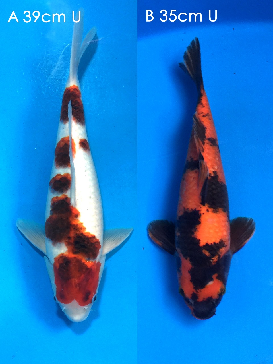 Lelang Koi Online, Jual Beli Ikan Koi, Pasar Koi Terbaik, Agen Lelang Koi, Penawaran Koi Berkualitas, Harga Jual Koi, Lelang Ikan Koi Import, Beli Koi Online, Jual Koi Murah, Koi Showroom, Penjual Koi Terpercaya, Lelang Koi Jakarta, Jual Koi Lokal, Koi Kualitas Unggul, Harga Terbaik Koi, Jual Koi Indukan, Lelang Ikan Hias Koi, Pasar Koi Indonesia, Beli Koi Berkualitas Tinggi, Koi Farm Terbesar, Jual Beli Koi Impor, Lelang Ikan Koi Kualitas Premium, Daftar Harga Koi Terbaru, Pusat Jual Beli Koi, Info Lelang Koi Hari Ini.
