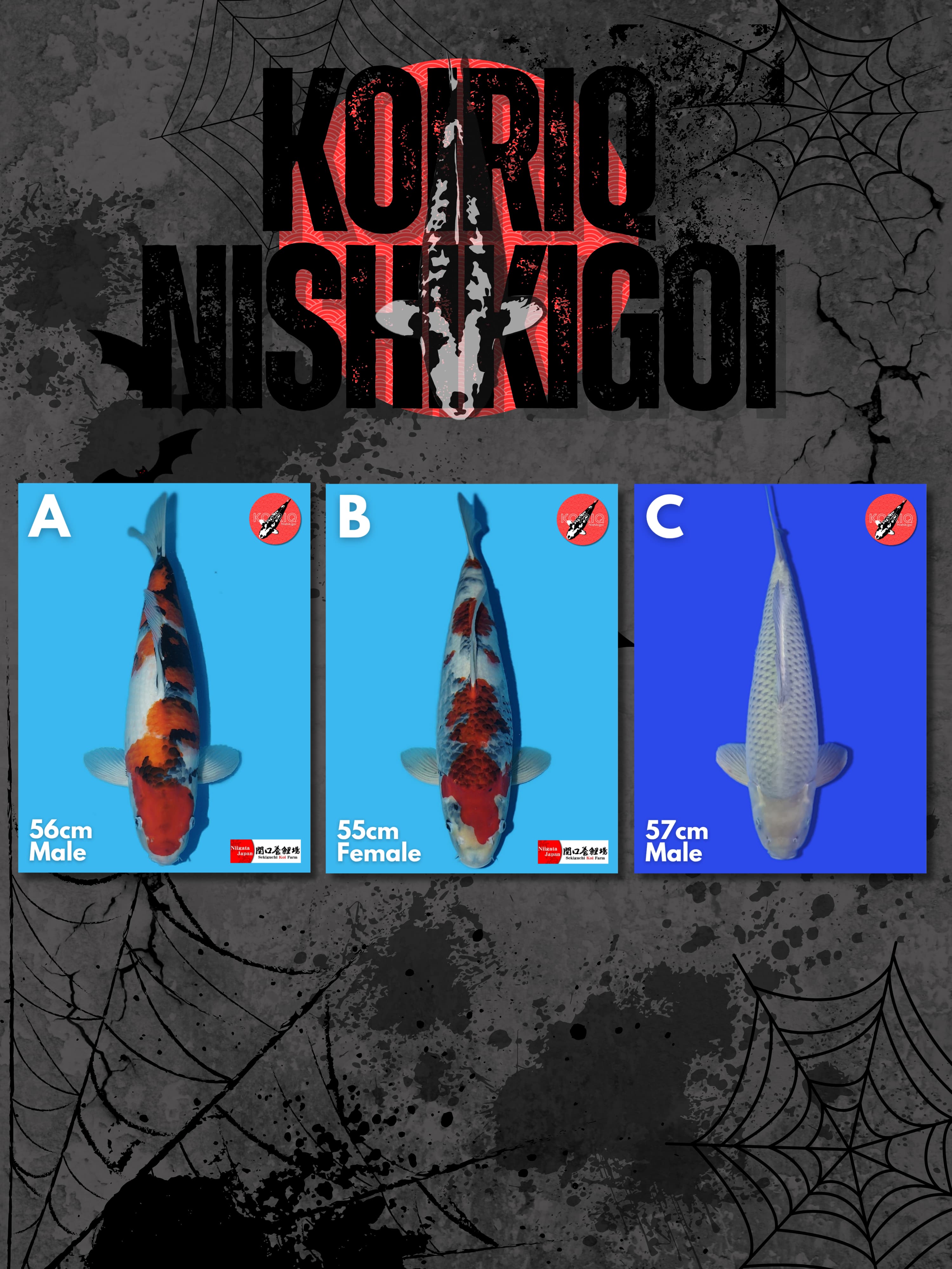 Lelang Koi Online, Jual Beli Ikan Koi, Pasar Koi Terbaik, Agen Lelang Koi, Penawaran Koi Berkualitas, Harga Jual Koi, Lelang Ikan Koi Import, Beli Koi Online, Jual Koi Murah, Koi Showroom, Penjual Koi Terpercaya, Lelang Koi Jakarta, Jual Koi Lokal, Koi Kualitas Unggul, Harga Terbaik Koi, Jual Koi Indukan, Lelang Ikan Hias Koi, Pasar Koi Indonesia, Beli Koi Berkualitas Tinggi, Koi Farm Terbesar, Jual Beli Koi Impor, Lelang Ikan Koi Kualitas Premium, Daftar Harga Koi Terbaru, Pusat Jual Beli Koi, Info Lelang Koi Hari Ini.