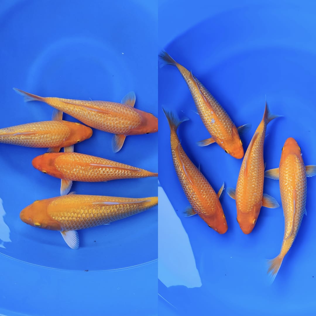 Lelang Koi Online, Jual Beli Ikan Koi, Pasar Koi Terbaik, Agen Lelang Koi, Penawaran Koi Berkualitas, Harga Jual Koi, Lelang Ikan Koi Import, Beli Koi Online, Jual Koi Murah, Koi Showroom, Penjual Koi Terpercaya, Lelang Koi Jakarta, Jual Koi Lokal, Koi Kualitas Unggul, Harga Terbaik Koi, Jual Koi Indukan, Lelang Ikan Hias Koi, Pasar Koi Indonesia, Beli Koi Berkualitas Tinggi, Koi Farm Terbesar, Jual Beli Koi Impor, Lelang Ikan Koi Kualitas Premium, Daftar Harga Koi Terbaru, Pusat Jual Beli Koi, Info Lelang Koi Hari Ini.