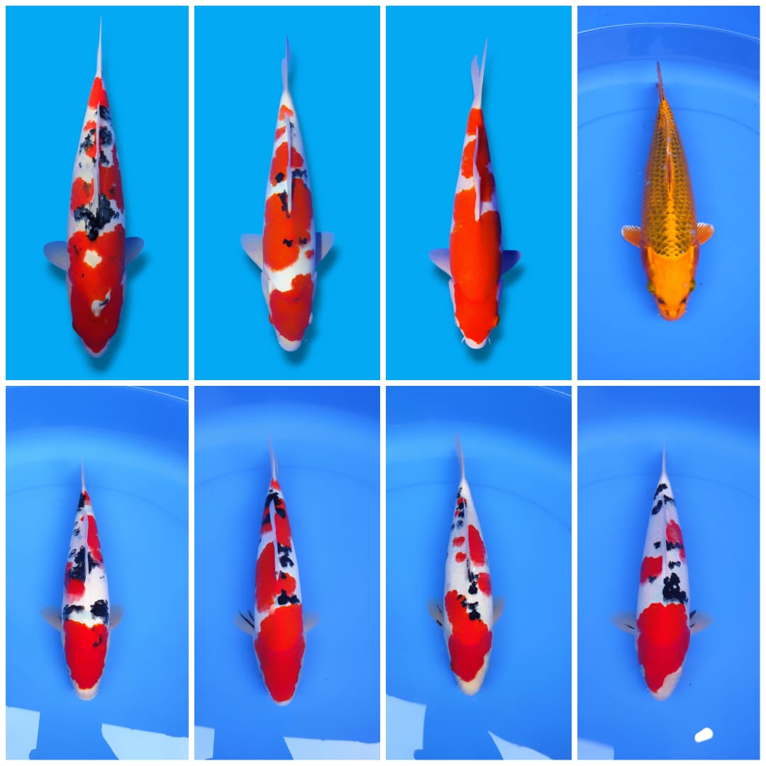 Lelang Koi Online, Jual Beli Ikan Koi, Pasar Koi Terbaik, Agen Lelang Koi, Penawaran Koi Berkualitas, Harga Jual Koi, Lelang Ikan Koi Import, Beli Koi Online, Jual Koi Murah, Koi Showroom, Penjual Koi Terpercaya, Lelang Koi Jakarta, Jual Koi Lokal, Koi Kualitas Unggul, Harga Terbaik Koi, Jual Koi Indukan, Lelang Ikan Hias Koi, Pasar Koi Indonesia, Beli Koi Berkualitas Tinggi, Koi Farm Terbesar, Jual Beli Koi Impor, Lelang Ikan Koi Kualitas Premium, Daftar Harga Koi Terbaru, Pusat Jual Beli Koi, Info Lelang Koi Hari Ini.