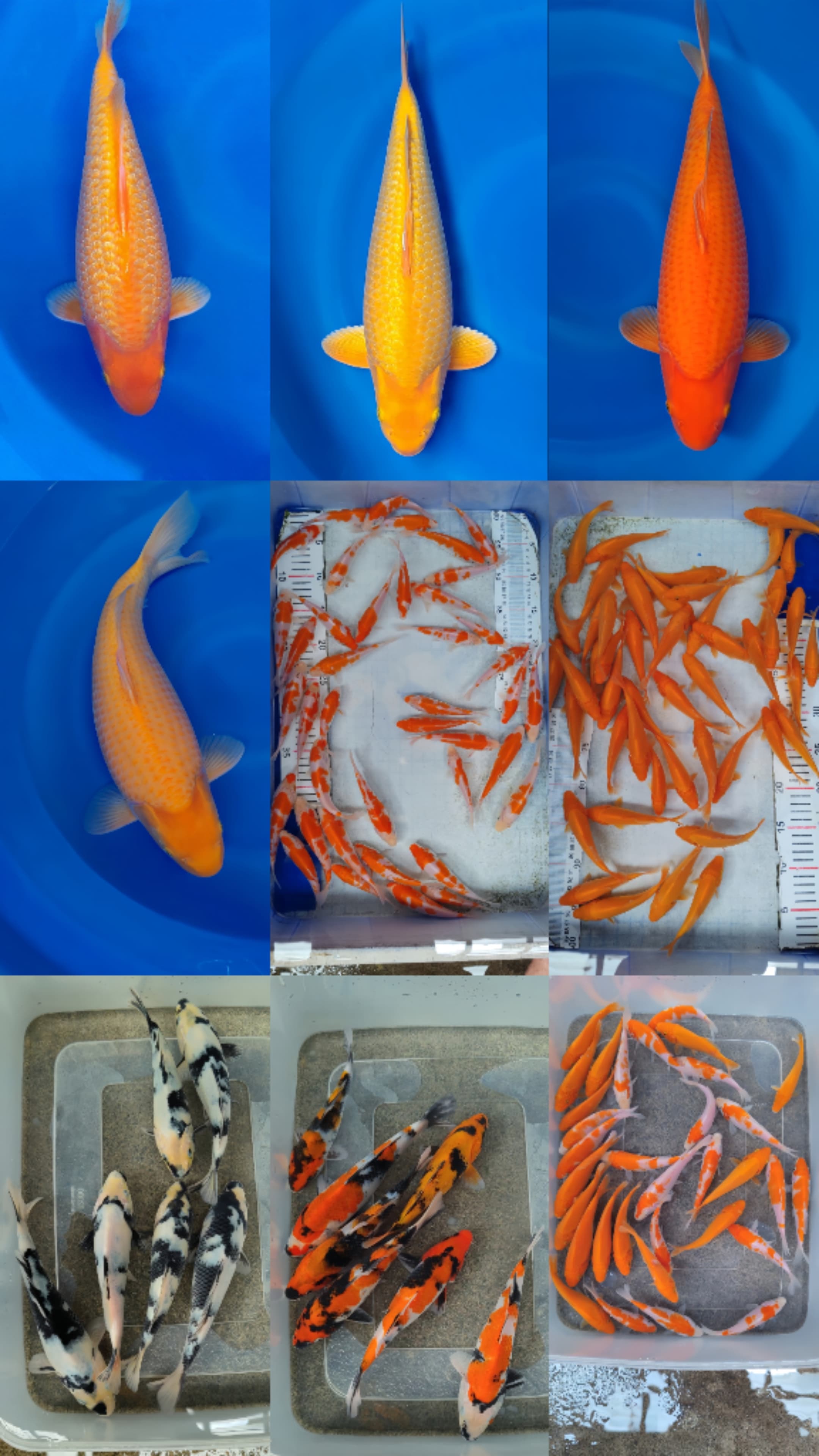 Lelang Koi Online, Jual Beli Ikan Koi, Pasar Koi Terbaik, Agen Lelang Koi, Penawaran Koi Berkualitas, Harga Jual Koi, Lelang Ikan Koi Import, Beli Koi Online, Jual Koi Murah, Koi Showroom, Penjual Koi Terpercaya, Lelang Koi Jakarta, Jual Koi Lokal, Koi Kualitas Unggul, Harga Terbaik Koi, Jual Koi Indukan, Lelang Ikan Hias Koi, Pasar Koi Indonesia, Beli Koi Berkualitas Tinggi, Koi Farm Terbesar, Jual Beli Koi Impor, Lelang Ikan Koi Kualitas Premium, Daftar Harga Koi Terbaru, Pusat Jual Beli Koi, Info Lelang Koi Hari Ini.