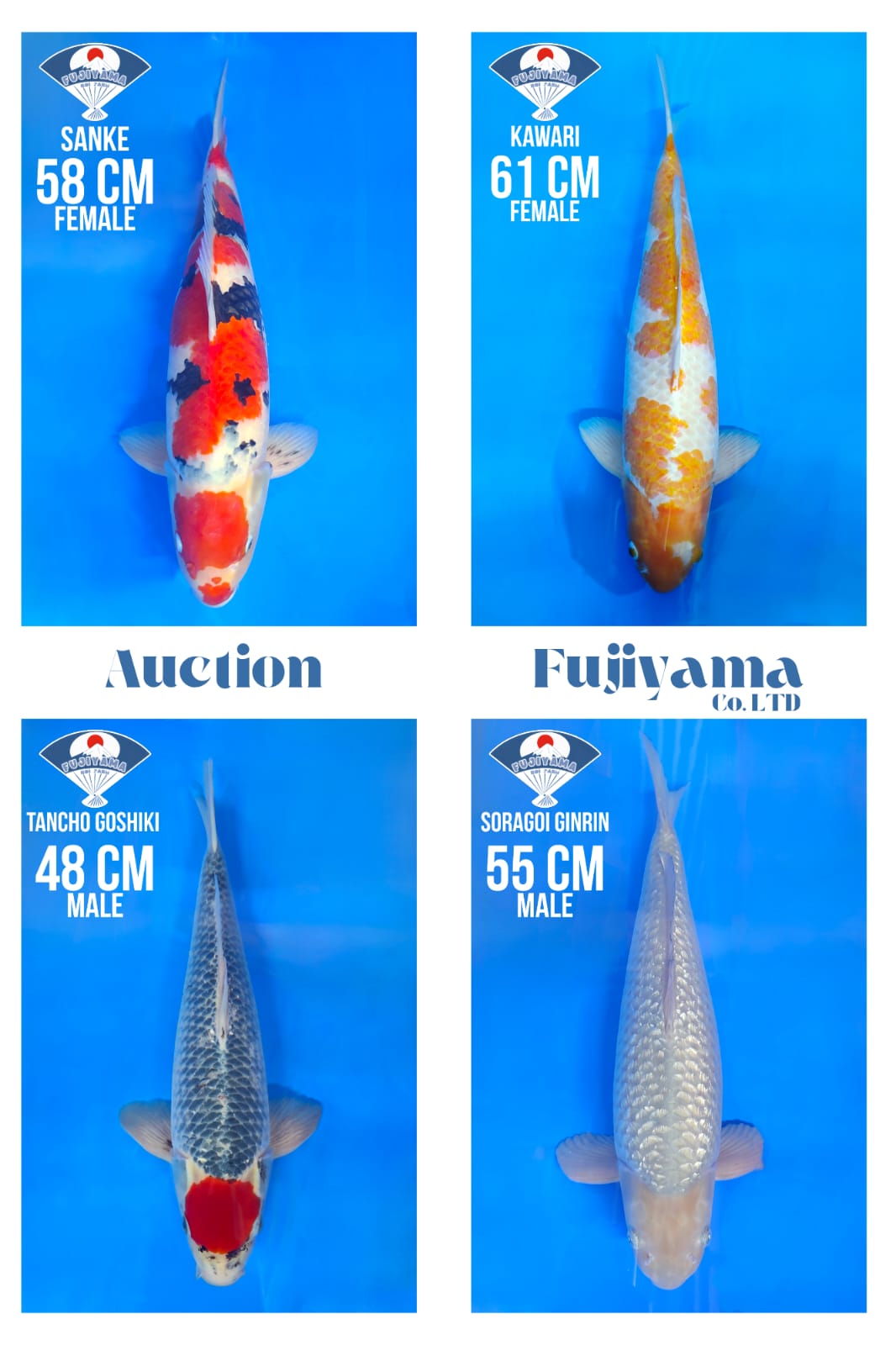 Lelang Koi Online, Jual Beli Ikan Koi, Pasar Koi Terbaik, Agen Lelang Koi, Penawaran Koi Berkualitas, Harga Jual Koi, Lelang Ikan Koi Import, Beli Koi Online, Jual Koi Murah, Koi Showroom, Penjual Koi Terpercaya, Lelang Koi Jakarta, Jual Koi Lokal, Koi Kualitas Unggul, Harga Terbaik Koi, Jual Koi Indukan, Lelang Ikan Hias Koi, Pasar Koi Indonesia, Beli Koi Berkualitas Tinggi, Koi Farm Terbesar, Jual Beli Koi Impor, Lelang Ikan Koi Kualitas Premium, Daftar Harga Koi Terbaru, Pusat Jual Beli Koi, Info Lelang Koi Hari Ini.