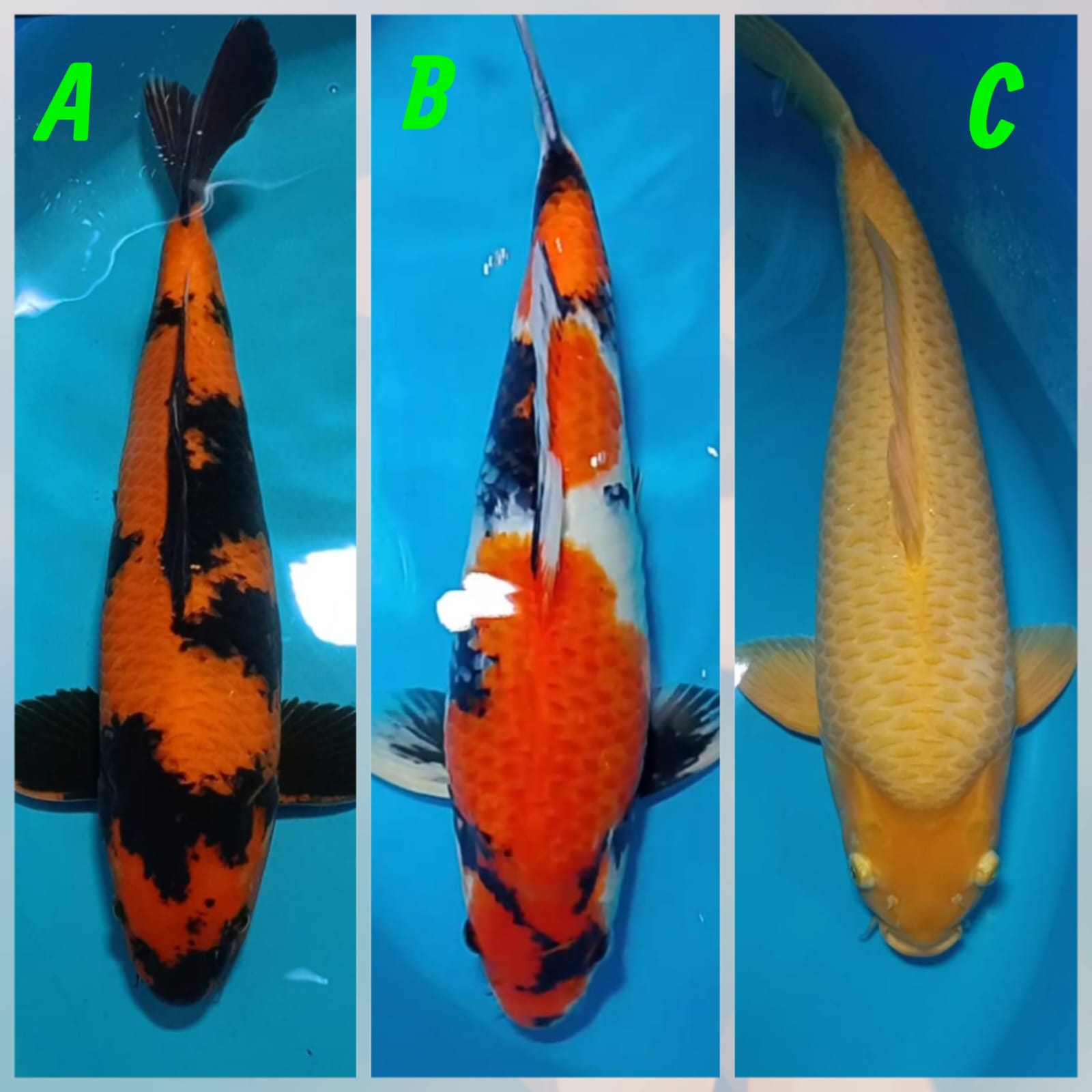 Lelang Koi Online, Jual Beli Ikan Koi, Pasar Koi Terbaik, Agen Lelang Koi, Penawaran Koi Berkualitas, Harga Jual Koi, Lelang Ikan Koi Import, Beli Koi Online, Jual Koi Murah, Koi Showroom, Penjual Koi Terpercaya, Lelang Koi Jakarta, Jual Koi Lokal, Koi Kualitas Unggul, Harga Terbaik Koi, Jual Koi Indukan, Lelang Ikan Hias Koi, Pasar Koi Indonesia, Beli Koi Berkualitas Tinggi, Koi Farm Terbesar, Jual Beli Koi Impor, Lelang Ikan Koi Kualitas Premium, Daftar Harga Koi Terbaru, Pusat Jual Beli Koi, Info Lelang Koi Hari Ini.