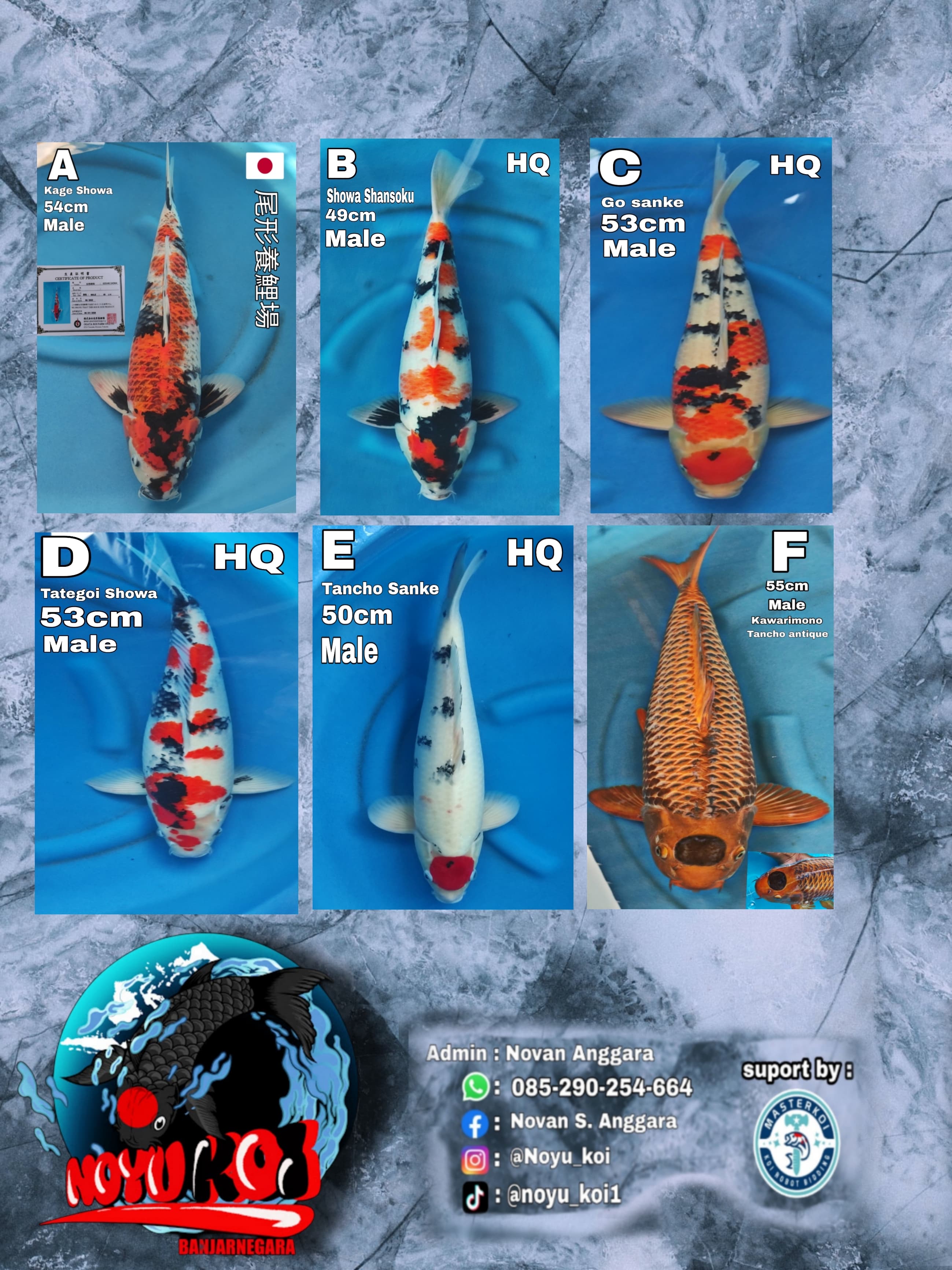 Lelang Koi Online, Jual Beli Ikan Koi, Pasar Koi Terbaik, Agen Lelang Koi, Penawaran Koi Berkualitas, Harga Jual Koi, Lelang Ikan Koi Import, Beli Koi Online, Jual Koi Murah, Koi Showroom, Penjual Koi Terpercaya, Lelang Koi Jakarta, Jual Koi Lokal, Koi Kualitas Unggul, Harga Terbaik Koi, Jual Koi Indukan, Lelang Ikan Hias Koi, Pasar Koi Indonesia, Beli Koi Berkualitas Tinggi, Koi Farm Terbesar, Jual Beli Koi Impor, Lelang Ikan Koi Kualitas Premium, Daftar Harga Koi Terbaru, Pusat Jual Beli Koi, Info Lelang Koi Hari Ini.