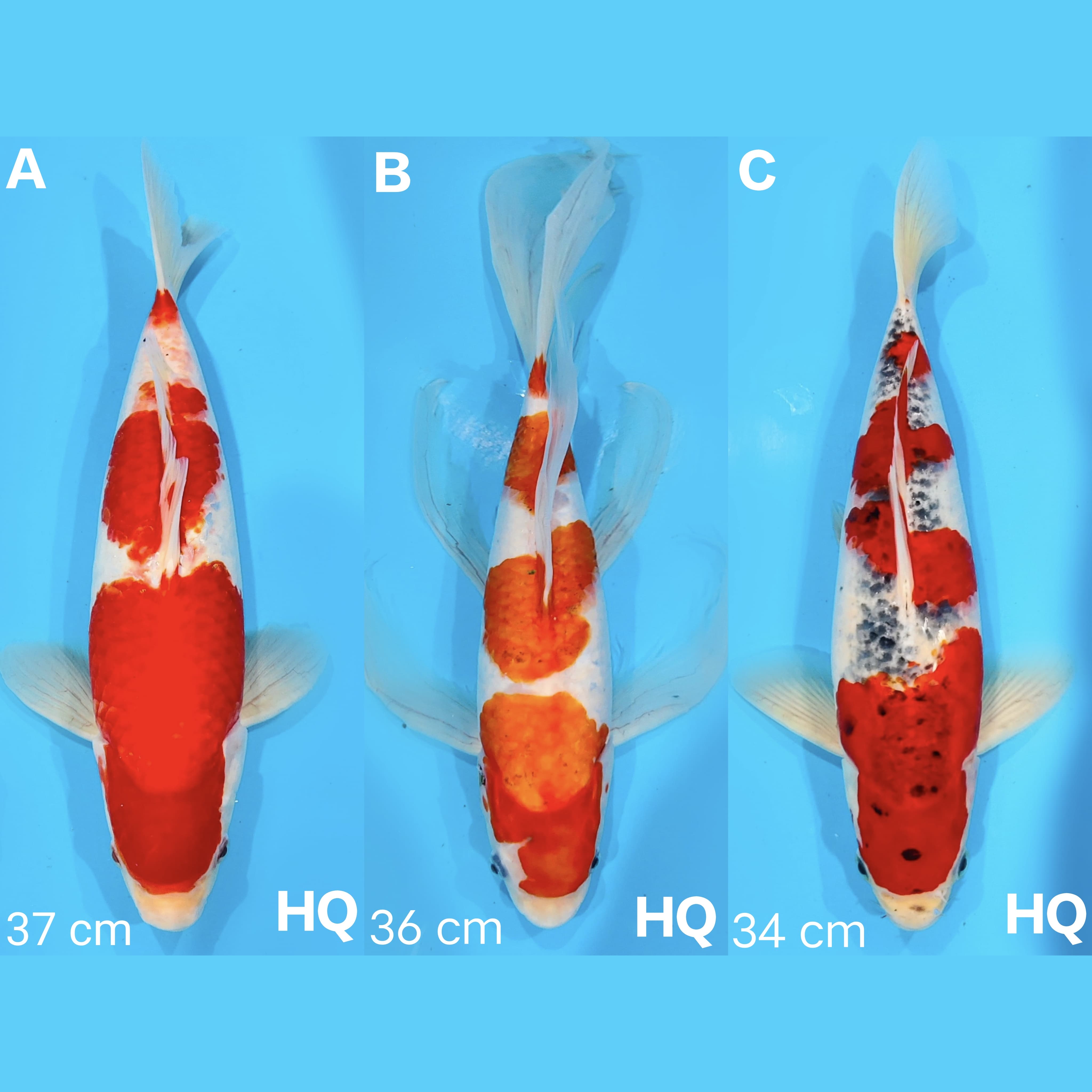 Lelang Koi Online, Jual Beli Ikan Koi, Pasar Koi Terbaik, Agen Lelang Koi, Penawaran Koi Berkualitas, Harga Jual Koi, Lelang Ikan Koi Import, Beli Koi Online, Jual Koi Murah, Koi Showroom, Penjual Koi Terpercaya, Lelang Koi Jakarta, Jual Koi Lokal, Koi Kualitas Unggul, Harga Terbaik Koi, Jual Koi Indukan, Lelang Ikan Hias Koi, Pasar Koi Indonesia, Beli Koi Berkualitas Tinggi, Koi Farm Terbesar, Jual Beli Koi Impor, Lelang Ikan Koi Kualitas Premium, Daftar Harga Koi Terbaru, Pusat Jual Beli Koi, Info Lelang Koi Hari Ini.
