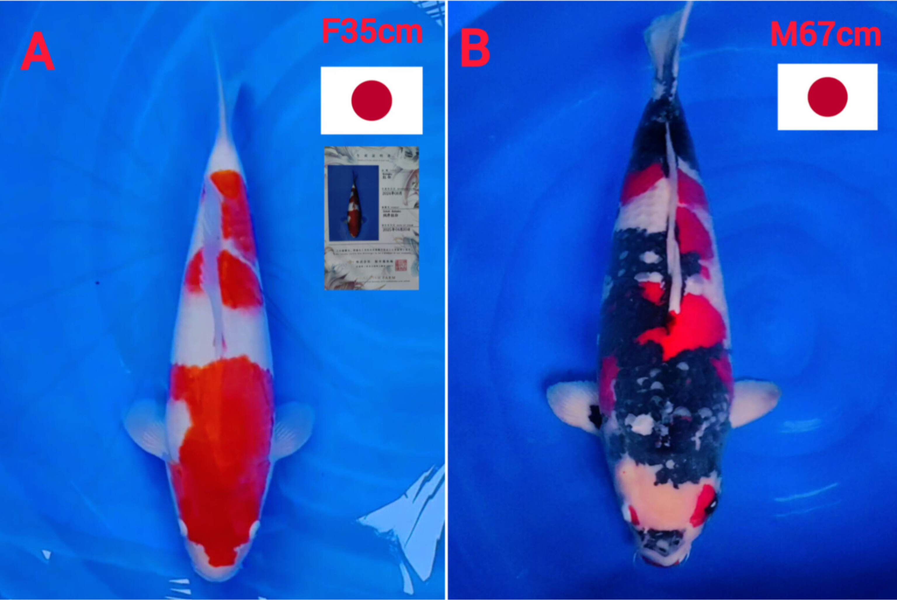 Lelang Koi Online, Jual Beli Ikan Koi, Pasar Koi Terbaik, Agen Lelang Koi, Penawaran Koi Berkualitas, Harga Jual Koi, Lelang Ikan Koi Import, Beli Koi Online, Jual Koi Murah, Koi Showroom, Penjual Koi Terpercaya, Lelang Koi Jakarta, Jual Koi Lokal, Koi Kualitas Unggul, Harga Terbaik Koi, Jual Koi Indukan, Lelang Ikan Hias Koi, Pasar Koi Indonesia, Beli Koi Berkualitas Tinggi, Koi Farm Terbesar, Jual Beli Koi Impor, Lelang Ikan Koi Kualitas Premium, Daftar Harga Koi Terbaru, Pusat Jual Beli Koi, Info Lelang Koi Hari Ini.
