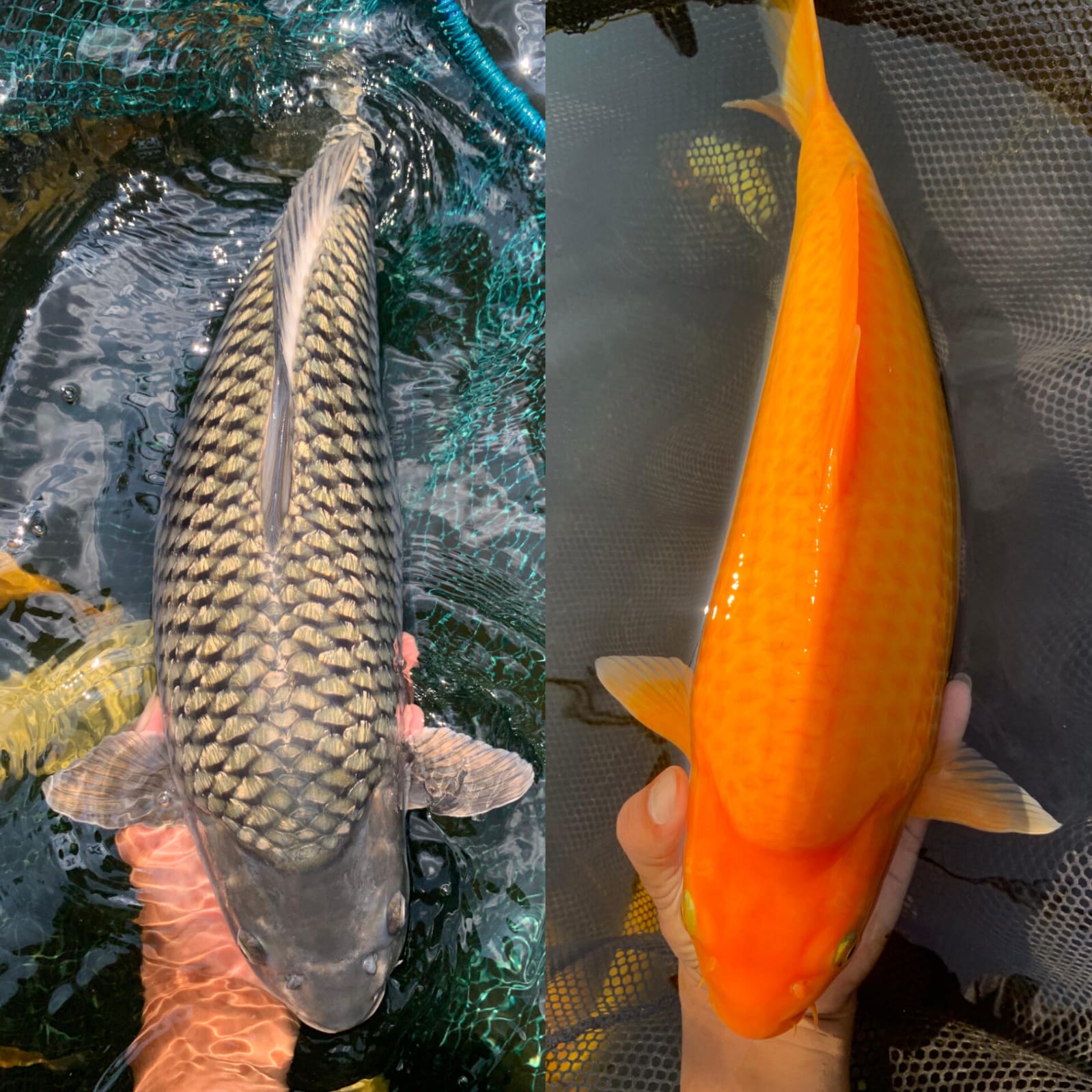 Lelang Koi Online, Jual Beli Ikan Koi, Pasar Koi Terbaik, Agen Lelang Koi, Penawaran Koi Berkualitas, Harga Jual Koi, Lelang Ikan Koi Import, Beli Koi Online, Jual Koi Murah, Koi Showroom, Penjual Koi Terpercaya, Lelang Koi Jakarta, Jual Koi Lokal, Koi Kualitas Unggul, Harga Terbaik Koi, Jual Koi Indukan, Lelang Ikan Hias Koi, Pasar Koi Indonesia, Beli Koi Berkualitas Tinggi, Koi Farm Terbesar, Jual Beli Koi Impor, Lelang Ikan Koi Kualitas Premium, Daftar Harga Koi Terbaru, Pusat Jual Beli Koi, Info Lelang Koi Hari Ini.