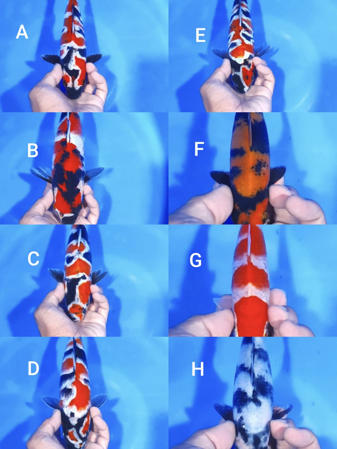 Lelang Koi Online, Jual Beli Ikan Koi, Pasar Koi Terbaik, Agen Lelang Koi, Penawaran Koi Berkualitas, Harga Jual Koi, Lelang Ikan Koi Import, Beli Koi Online, Jual Koi Murah, Koi Showroom, Penjual Koi Terpercaya, Lelang Koi Jakarta, Jual Koi Lokal, Koi Kualitas Unggul, Harga Terbaik Koi, Jual Koi Indukan, Lelang Ikan Hias Koi, Pasar Koi Indonesia, Beli Koi Berkualitas Tinggi, Koi Farm Terbesar, Jual Beli Koi Impor, Lelang Ikan Koi Kualitas Premium, Daftar Harga Koi Terbaru, Pusat Jual Beli Koi, Info Lelang Koi Hari Ini.