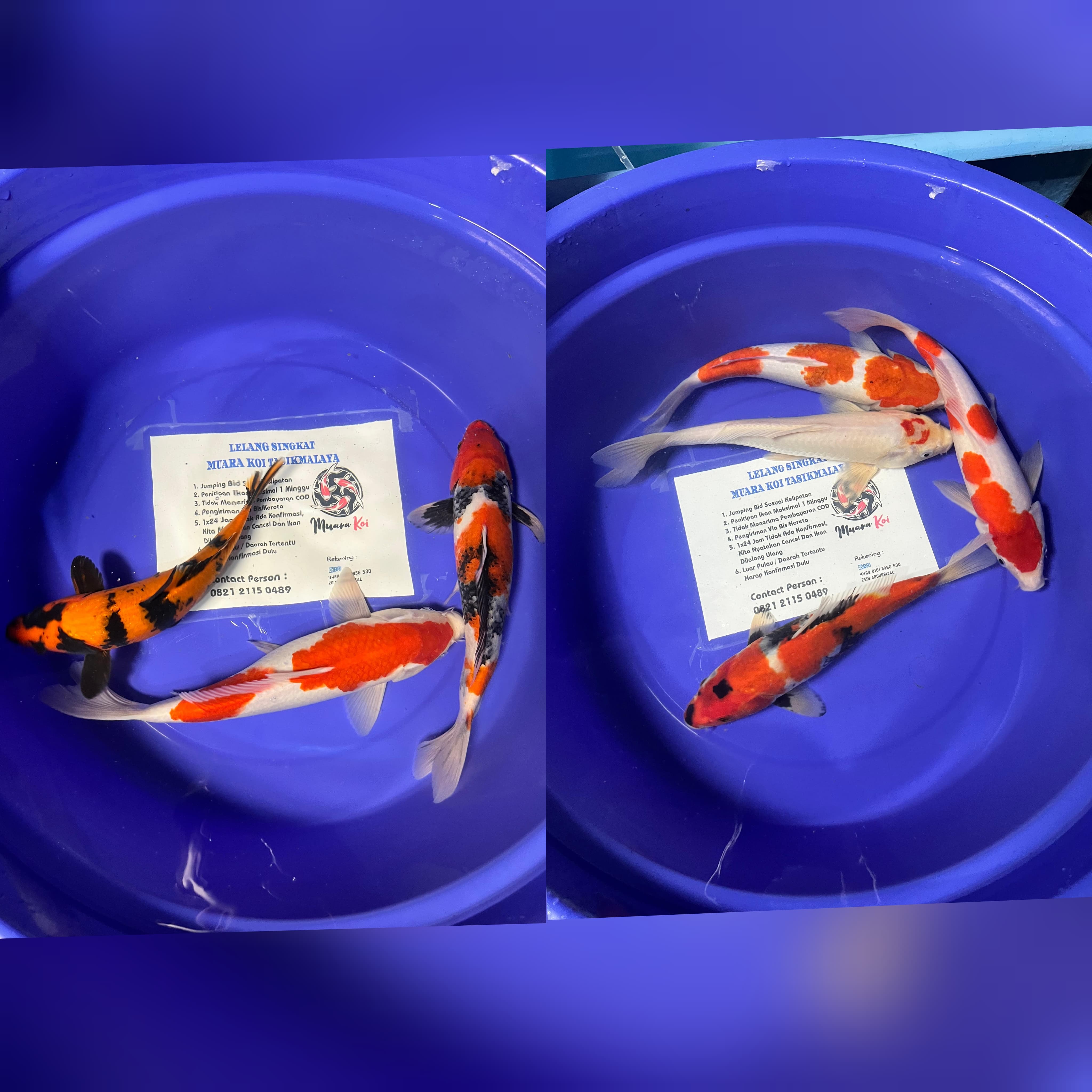 Lelang Koi Online, Jual Beli Ikan Koi, Pasar Koi Terbaik, Agen Lelang Koi, Penawaran Koi Berkualitas, Harga Jual Koi, Lelang Ikan Koi Import, Beli Koi Online, Jual Koi Murah, Koi Showroom, Penjual Koi Terpercaya, Lelang Koi Jakarta, Jual Koi Lokal, Koi Kualitas Unggul, Harga Terbaik Koi, Jual Koi Indukan, Lelang Ikan Hias Koi, Pasar Koi Indonesia, Beli Koi Berkualitas Tinggi, Koi Farm Terbesar, Jual Beli Koi Impor, Lelang Ikan Koi Kualitas Premium, Daftar Harga Koi Terbaru, Pusat Jual Beli Koi, Info Lelang Koi Hari Ini.