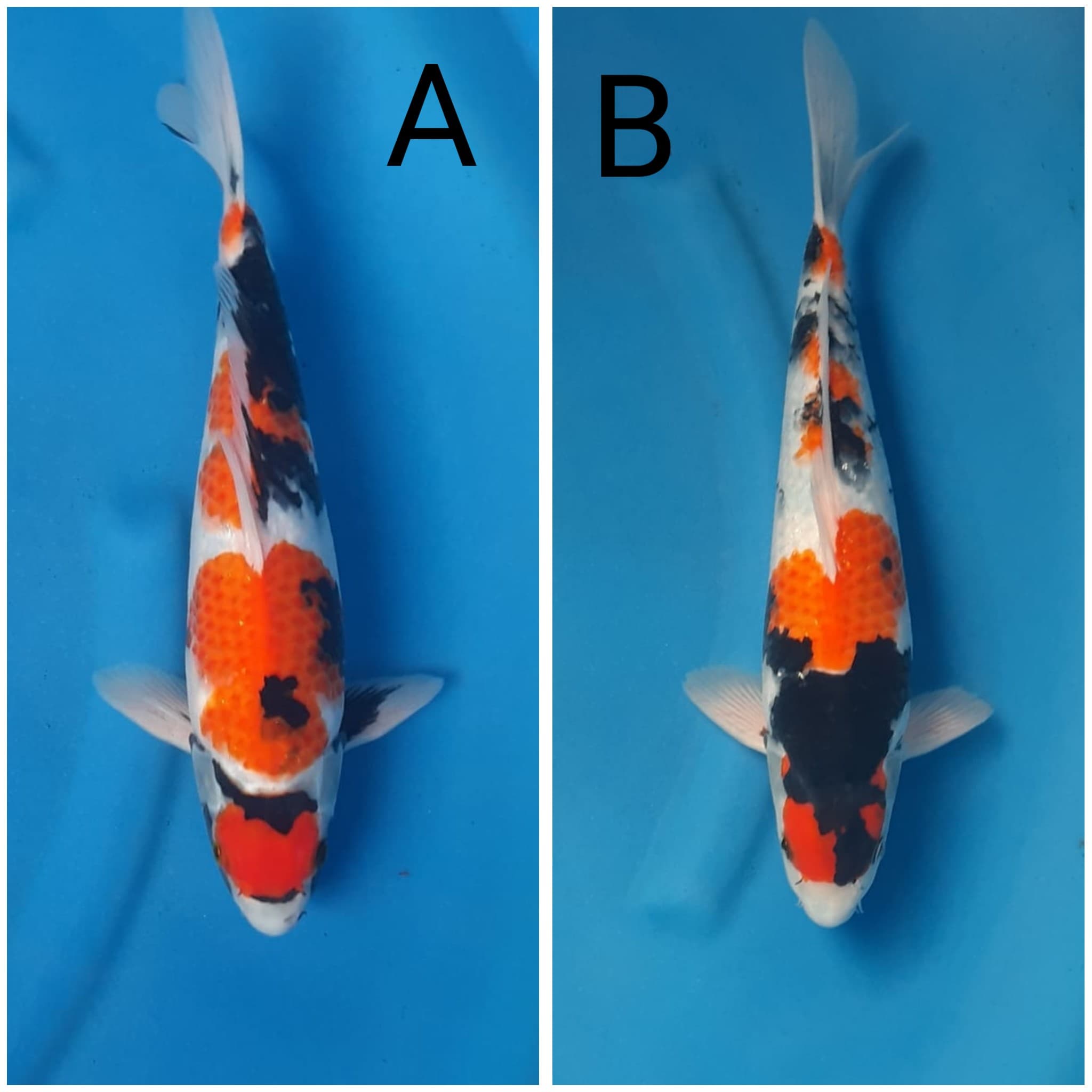 Lelang Koi Online, Jual Beli Ikan Koi, Pasar Koi Terbaik, Agen Lelang Koi, Penawaran Koi Berkualitas, Harga Jual Koi, Lelang Ikan Koi Import, Beli Koi Online, Jual Koi Murah, Koi Showroom, Penjual Koi Terpercaya, Lelang Koi Jakarta, Jual Koi Lokal, Koi Kualitas Unggul, Harga Terbaik Koi, Jual Koi Indukan, Lelang Ikan Hias Koi, Pasar Koi Indonesia, Beli Koi Berkualitas Tinggi, Koi Farm Terbesar, Jual Beli Koi Impor, Lelang Ikan Koi Kualitas Premium, Daftar Harga Koi Terbaru, Pusat Jual Beli Koi, Info Lelang Koi Hari Ini.