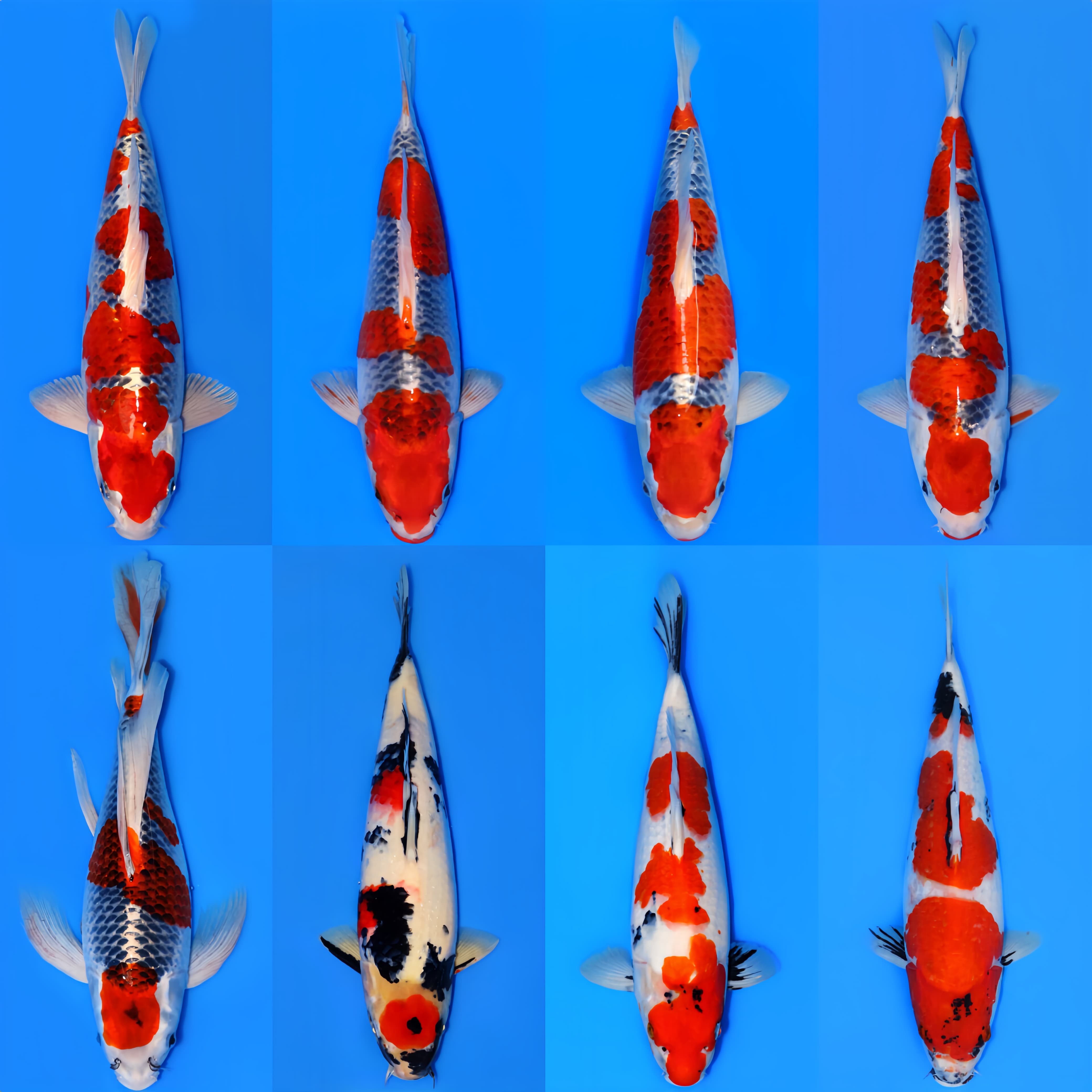 Lelang Koi Online, Jual Beli Ikan Koi, Pasar Koi Terbaik, Agen Lelang Koi, Penawaran Koi Berkualitas, Harga Jual Koi, Lelang Ikan Koi Import, Beli Koi Online, Jual Koi Murah, Koi Showroom, Penjual Koi Terpercaya, Lelang Koi Jakarta, Jual Koi Lokal, Koi Kualitas Unggul, Harga Terbaik Koi, Jual Koi Indukan, Lelang Ikan Hias Koi, Pasar Koi Indonesia, Beli Koi Berkualitas Tinggi, Koi Farm Terbesar, Jual Beli Koi Impor, Lelang Ikan Koi Kualitas Premium, Daftar Harga Koi Terbaru, Pusat Jual Beli Koi, Info Lelang Koi Hari Ini.