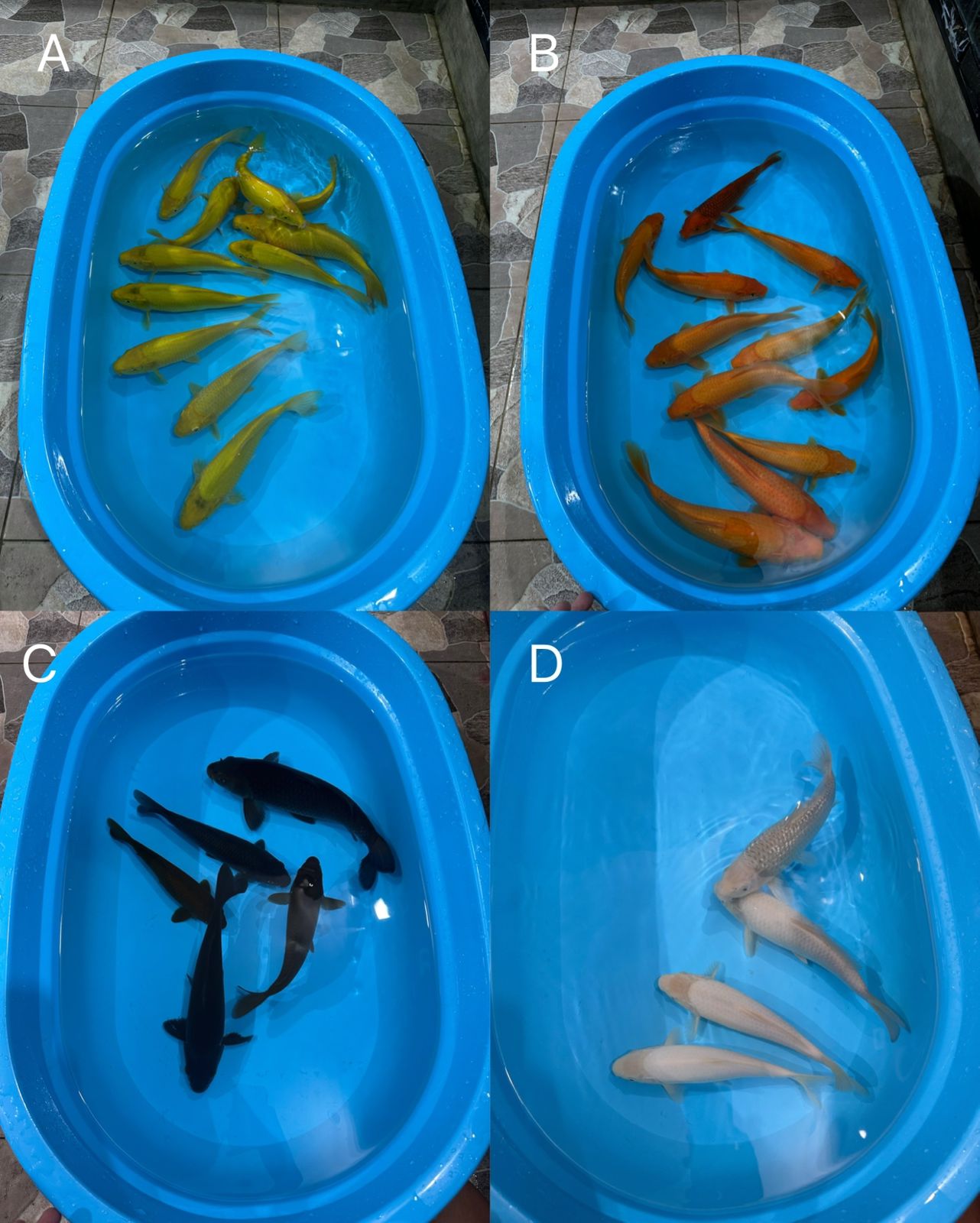 Lelang Koi Online, Jual Beli Ikan Koi, Pasar Koi Terbaik, Agen Lelang Koi, Penawaran Koi Berkualitas, Harga Jual Koi, Lelang Ikan Koi Import, Beli Koi Online, Jual Koi Murah, Koi Showroom, Penjual Koi Terpercaya, Lelang Koi Jakarta, Jual Koi Lokal, Koi Kualitas Unggul, Harga Terbaik Koi, Jual Koi Indukan, Lelang Ikan Hias Koi, Pasar Koi Indonesia, Beli Koi Berkualitas Tinggi, Koi Farm Terbesar, Jual Beli Koi Impor, Lelang Ikan Koi Kualitas Premium, Daftar Harga Koi Terbaru, Pusat Jual Beli Koi, Info Lelang Koi Hari Ini.