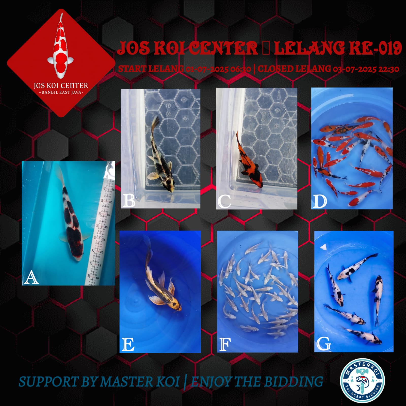 Lelang Koi Online, Jual Beli Ikan Koi, Pasar Koi Terbaik, Agen Lelang Koi, Penawaran Koi Berkualitas, Harga Jual Koi, Lelang Ikan Koi Import, Beli Koi Online, Jual Koi Murah, Koi Showroom, Penjual Koi Terpercaya, Lelang Koi Jakarta, Jual Koi Lokal, Koi Kualitas Unggul, Harga Terbaik Koi, Jual Koi Indukan, Lelang Ikan Hias Koi, Pasar Koi Indonesia, Beli Koi Berkualitas Tinggi, Koi Farm Terbesar, Jual Beli Koi Impor, Lelang Ikan Koi Kualitas Premium, Daftar Harga Koi Terbaru, Pusat Jual Beli Koi, Info Lelang Koi Hari Ini.