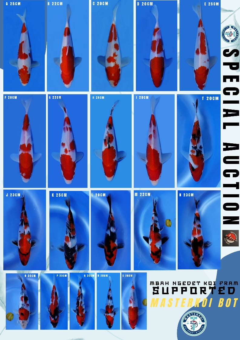 Lelang Koi Online, Jual Beli Ikan Koi, Pasar Koi Terbaik, Agen Lelang Koi, Penawaran Koi Berkualitas, Harga Jual Koi, Lelang Ikan Koi Import, Beli Koi Online, Jual Koi Murah, Koi Showroom, Penjual Koi Terpercaya, Lelang Koi Jakarta, Jual Koi Lokal, Koi Kualitas Unggul, Harga Terbaik Koi, Jual Koi Indukan, Lelang Ikan Hias Koi, Pasar Koi Indonesia, Beli Koi Berkualitas Tinggi, Koi Farm Terbesar, Jual Beli Koi Impor, Lelang Ikan Koi Kualitas Premium, Daftar Harga Koi Terbaru, Pusat Jual Beli Koi, Info Lelang Koi Hari Ini.