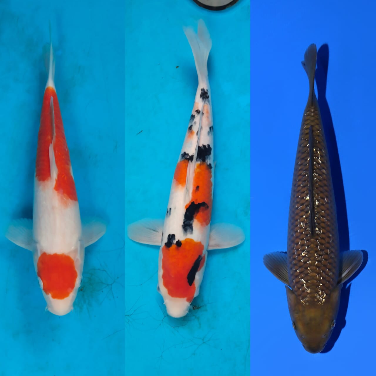 Lelang Koi Online, Jual Beli Ikan Koi, Pasar Koi Terbaik, Agen Lelang Koi, Penawaran Koi Berkualitas, Harga Jual Koi, Lelang Ikan Koi Import, Beli Koi Online, Jual Koi Murah, Koi Showroom, Penjual Koi Terpercaya, Lelang Koi Jakarta, Jual Koi Lokal, Koi Kualitas Unggul, Harga Terbaik Koi, Jual Koi Indukan, Lelang Ikan Hias Koi, Pasar Koi Indonesia, Beli Koi Berkualitas Tinggi, Koi Farm Terbesar, Jual Beli Koi Impor, Lelang Ikan Koi Kualitas Premium, Daftar Harga Koi Terbaru, Pusat Jual Beli Koi, Info Lelang Koi Hari Ini.