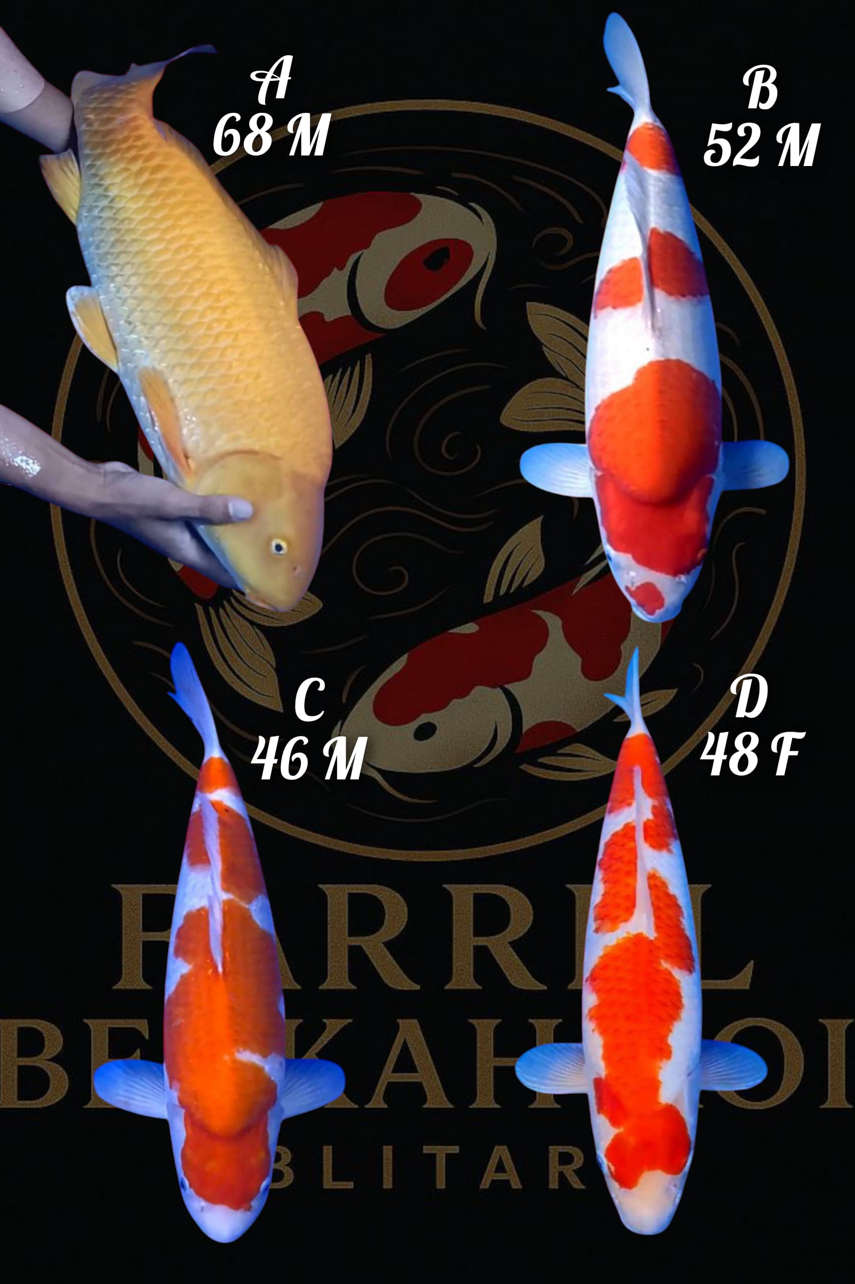 Lelang Koi Online, Jual Beli Ikan Koi, Pasar Koi Terbaik, Agen Lelang Koi, Penawaran Koi Berkualitas, Harga Jual Koi, Lelang Ikan Koi Import, Beli Koi Online, Jual Koi Murah, Koi Showroom, Penjual Koi Terpercaya, Lelang Koi Jakarta, Jual Koi Lokal, Koi Kualitas Unggul, Harga Terbaik Koi, Jual Koi Indukan, Lelang Ikan Hias Koi, Pasar Koi Indonesia, Beli Koi Berkualitas Tinggi, Koi Farm Terbesar, Jual Beli Koi Impor, Lelang Ikan Koi Kualitas Premium, Daftar Harga Koi Terbaru, Pusat Jual Beli Koi, Info Lelang Koi Hari Ini.