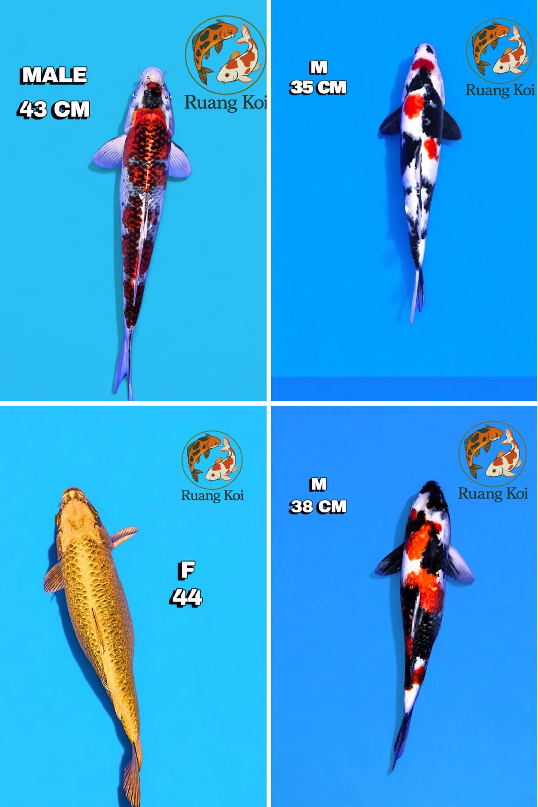 Lelang Koi Online, Jual Beli Ikan Koi, Pasar Koi Terbaik, Agen Lelang Koi, Penawaran Koi Berkualitas, Harga Jual Koi, Lelang Ikan Koi Import, Beli Koi Online, Jual Koi Murah, Koi Showroom, Penjual Koi Terpercaya, Lelang Koi Jakarta, Jual Koi Lokal, Koi Kualitas Unggul, Harga Terbaik Koi, Jual Koi Indukan, Lelang Ikan Hias Koi, Pasar Koi Indonesia, Beli Koi Berkualitas Tinggi, Koi Farm Terbesar, Jual Beli Koi Impor, Lelang Ikan Koi Kualitas Premium, Daftar Harga Koi Terbaru, Pusat Jual Beli Koi, Info Lelang Koi Hari Ini.