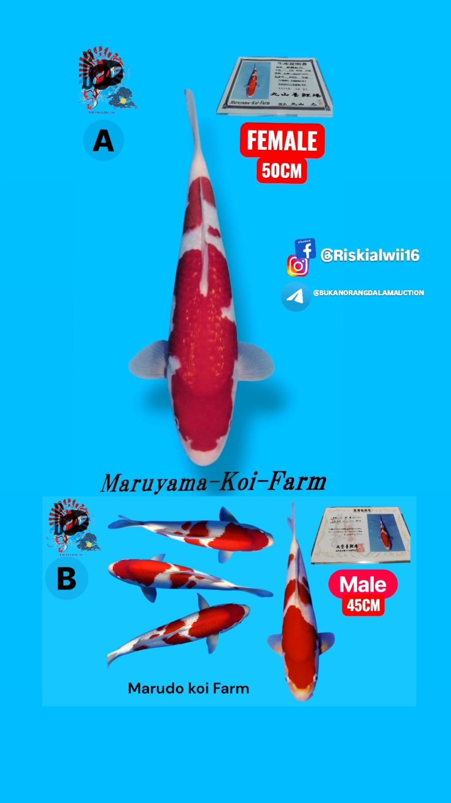 Lelang Koi Online, Jual Beli Ikan Koi, Pasar Koi Terbaik, Agen Lelang Koi, Penawaran Koi Berkualitas, Harga Jual Koi, Lelang Ikan Koi Import, Beli Koi Online, Jual Koi Murah, Koi Showroom, Penjual Koi Terpercaya, Lelang Koi Jakarta, Jual Koi Lokal, Koi Kualitas Unggul, Harga Terbaik Koi, Jual Koi Indukan, Lelang Ikan Hias Koi, Pasar Koi Indonesia, Beli Koi Berkualitas Tinggi, Koi Farm Terbesar, Jual Beli Koi Impor, Lelang Ikan Koi Kualitas Premium, Daftar Harga Koi Terbaru, Pusat Jual Beli Koi, Info Lelang Koi Hari Ini.