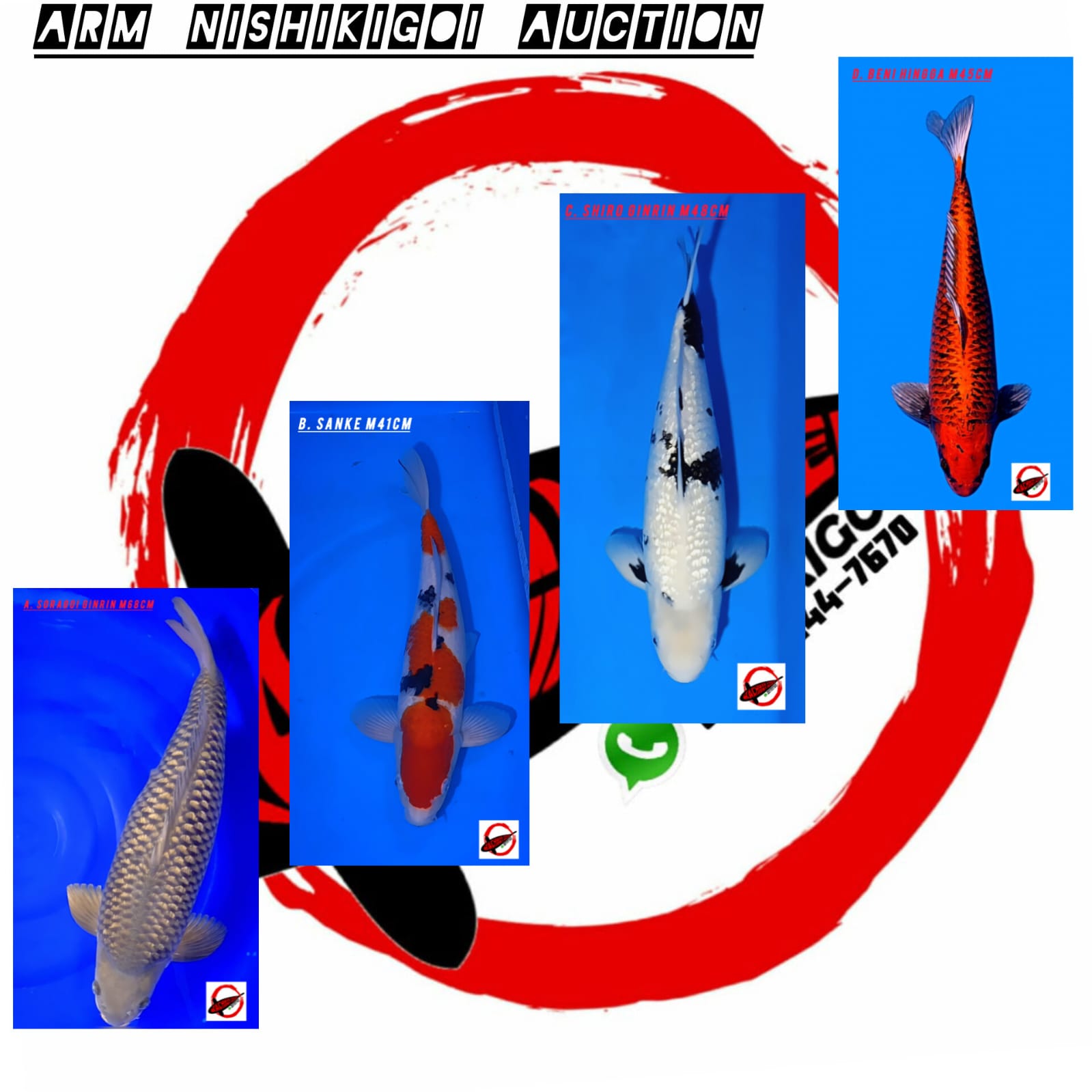 Lelang Koi Online, Jual Beli Ikan Koi, Pasar Koi Terbaik, Agen Lelang Koi, Penawaran Koi Berkualitas, Harga Jual Koi, Lelang Ikan Koi Import, Beli Koi Online, Jual Koi Murah, Koi Showroom, Penjual Koi Terpercaya, Lelang Koi Jakarta, Jual Koi Lokal, Koi Kualitas Unggul, Harga Terbaik Koi, Jual Koi Indukan, Lelang Ikan Hias Koi, Pasar Koi Indonesia, Beli Koi Berkualitas Tinggi, Koi Farm Terbesar, Jual Beli Koi Impor, Lelang Ikan Koi Kualitas Premium, Daftar Harga Koi Terbaru, Pusat Jual Beli Koi, Info Lelang Koi Hari Ini.