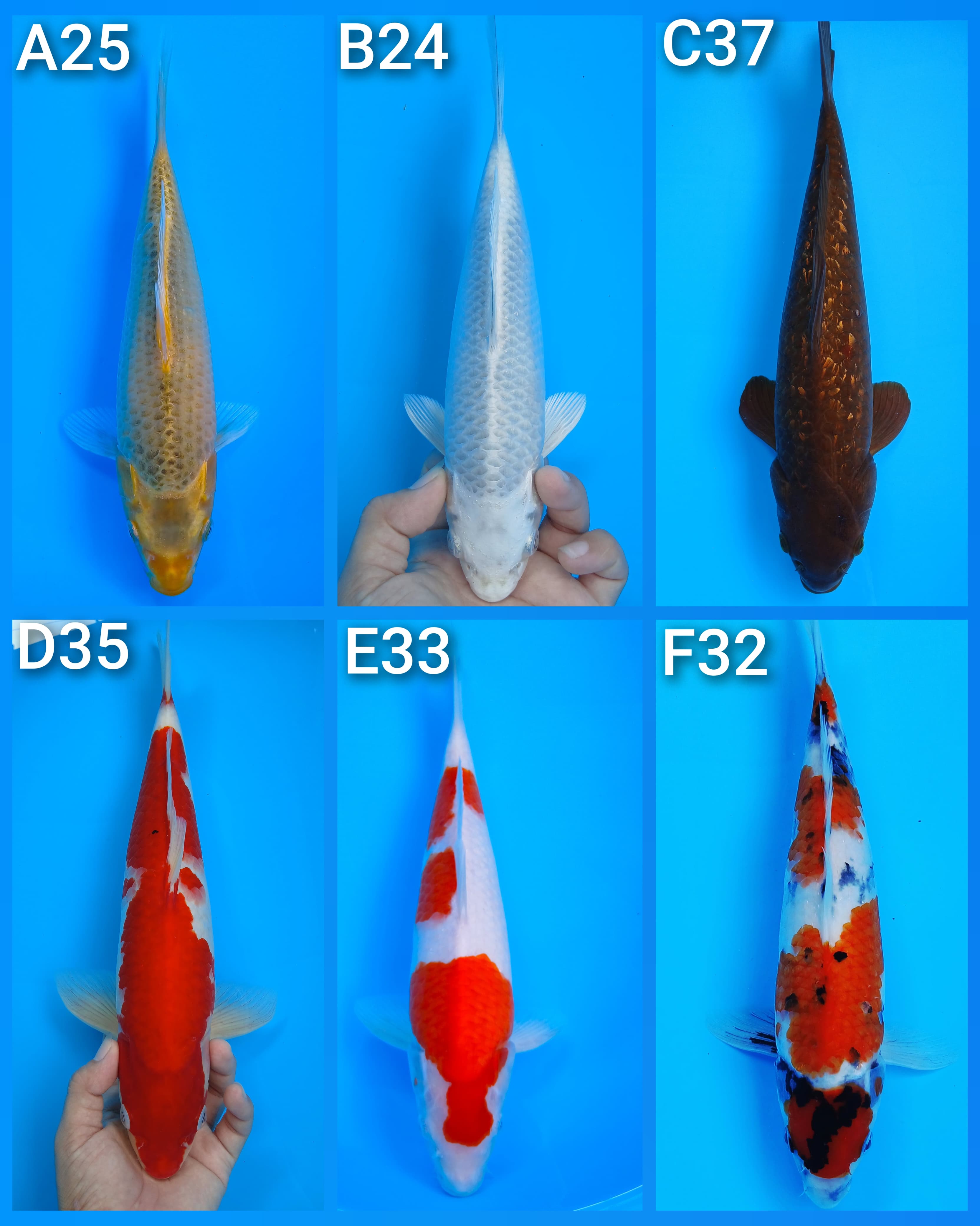 Lelang Koi Online, Jual Beli Ikan Koi, Pasar Koi Terbaik, Agen Lelang Koi, Penawaran Koi Berkualitas, Harga Jual Koi, Lelang Ikan Koi Import, Beli Koi Online, Jual Koi Murah, Koi Showroom, Penjual Koi Terpercaya, Lelang Koi Jakarta, Jual Koi Lokal, Koi Kualitas Unggul, Harga Terbaik Koi, Jual Koi Indukan, Lelang Ikan Hias Koi, Pasar Koi Indonesia, Beli Koi Berkualitas Tinggi, Koi Farm Terbesar, Jual Beli Koi Impor, Lelang Ikan Koi Kualitas Premium, Daftar Harga Koi Terbaru, Pusat Jual Beli Koi, Info Lelang Koi Hari Ini.