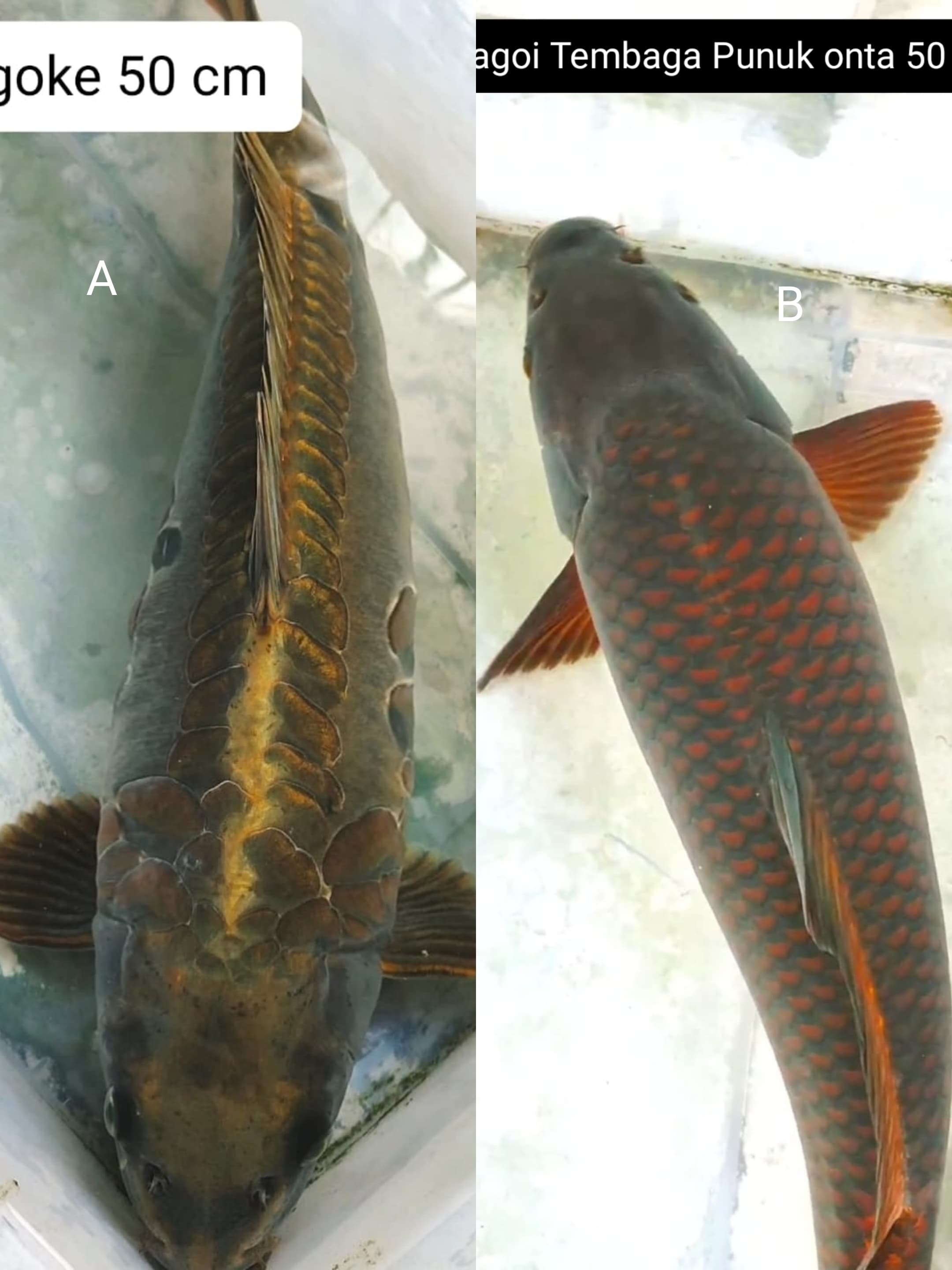Lelang Koi Online, Jual Beli Ikan Koi, Pasar Koi Terbaik, Agen Lelang Koi, Penawaran Koi Berkualitas, Harga Jual Koi, Lelang Ikan Koi Import, Beli Koi Online, Jual Koi Murah, Koi Showroom, Penjual Koi Terpercaya, Lelang Koi Jakarta, Jual Koi Lokal, Koi Kualitas Unggul, Harga Terbaik Koi, Jual Koi Indukan, Lelang Ikan Hias Koi, Pasar Koi Indonesia, Beli Koi Berkualitas Tinggi, Koi Farm Terbesar, Jual Beli Koi Impor, Lelang Ikan Koi Kualitas Premium, Daftar Harga Koi Terbaru, Pusat Jual Beli Koi, Info Lelang Koi Hari Ini.
