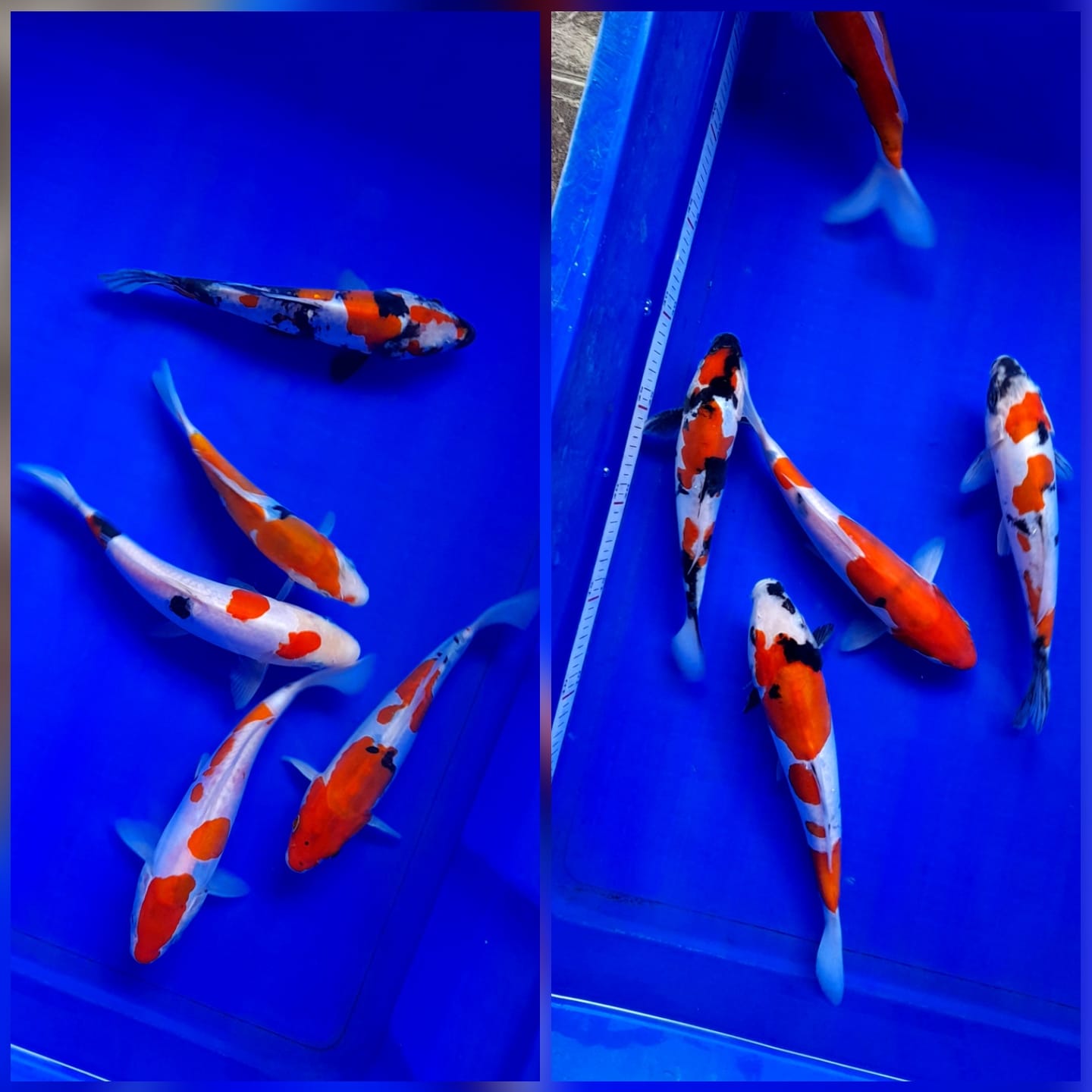 Lelang Koi Online, Jual Beli Ikan Koi, Pasar Koi Terbaik, Agen Lelang Koi, Penawaran Koi Berkualitas, Harga Jual Koi, Lelang Ikan Koi Import, Beli Koi Online, Jual Koi Murah, Koi Showroom, Penjual Koi Terpercaya, Lelang Koi Jakarta, Jual Koi Lokal, Koi Kualitas Unggul, Harga Terbaik Koi, Jual Koi Indukan, Lelang Ikan Hias Koi, Pasar Koi Indonesia, Beli Koi Berkualitas Tinggi, Koi Farm Terbesar, Jual Beli Koi Impor, Lelang Ikan Koi Kualitas Premium, Daftar Harga Koi Terbaru, Pusat Jual Beli Koi, Info Lelang Koi Hari Ini.