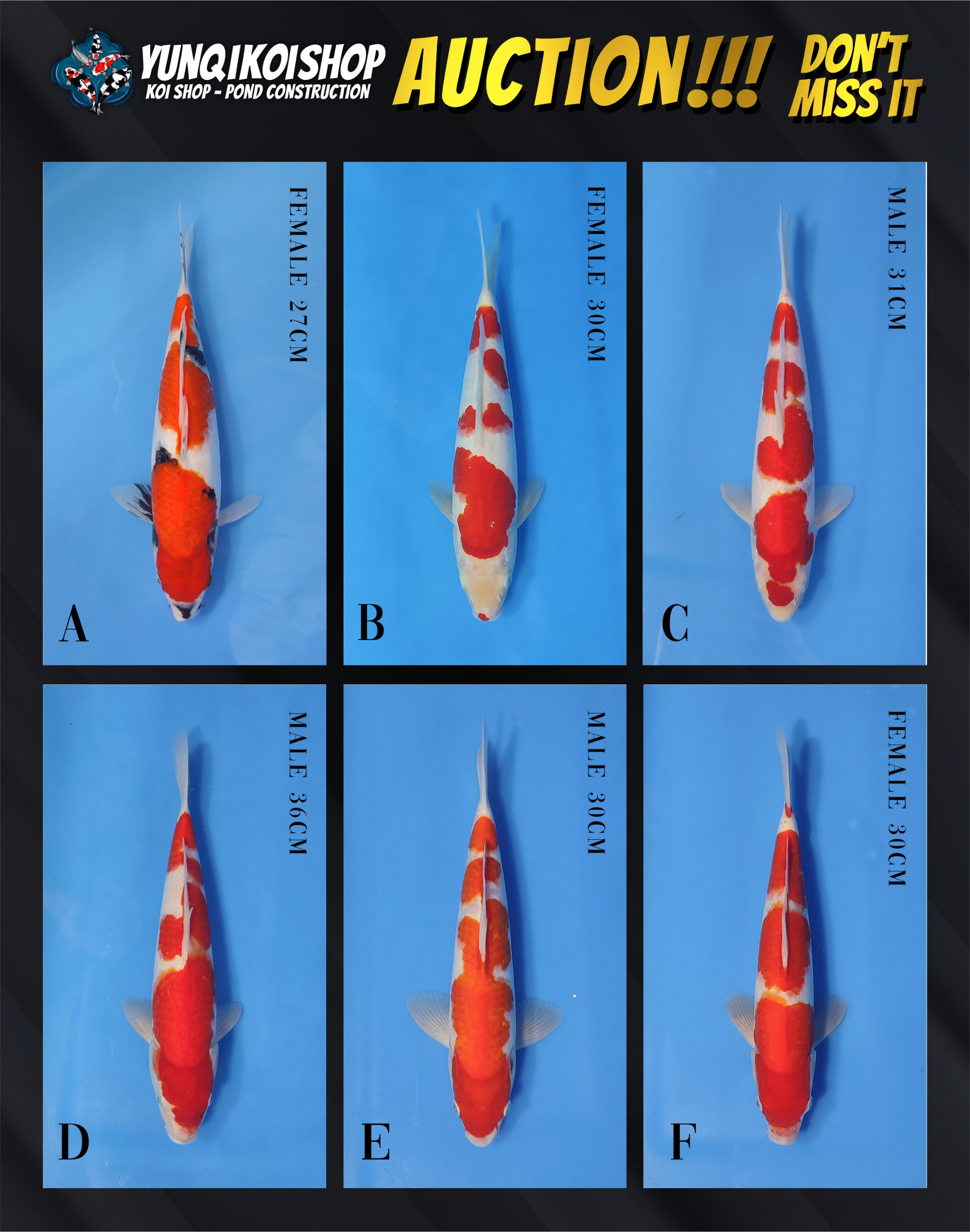 Lelang Koi Online, Jual Beli Ikan Koi, Pasar Koi Terbaik, Agen Lelang Koi, Penawaran Koi Berkualitas, Harga Jual Koi, Lelang Ikan Koi Import, Beli Koi Online, Jual Koi Murah, Koi Showroom, Penjual Koi Terpercaya, Lelang Koi Jakarta, Jual Koi Lokal, Koi Kualitas Unggul, Harga Terbaik Koi, Jual Koi Indukan, Lelang Ikan Hias Koi, Pasar Koi Indonesia, Beli Koi Berkualitas Tinggi, Koi Farm Terbesar, Jual Beli Koi Impor, Lelang Ikan Koi Kualitas Premium, Daftar Harga Koi Terbaru, Pusat Jual Beli Koi, Info Lelang Koi Hari Ini.