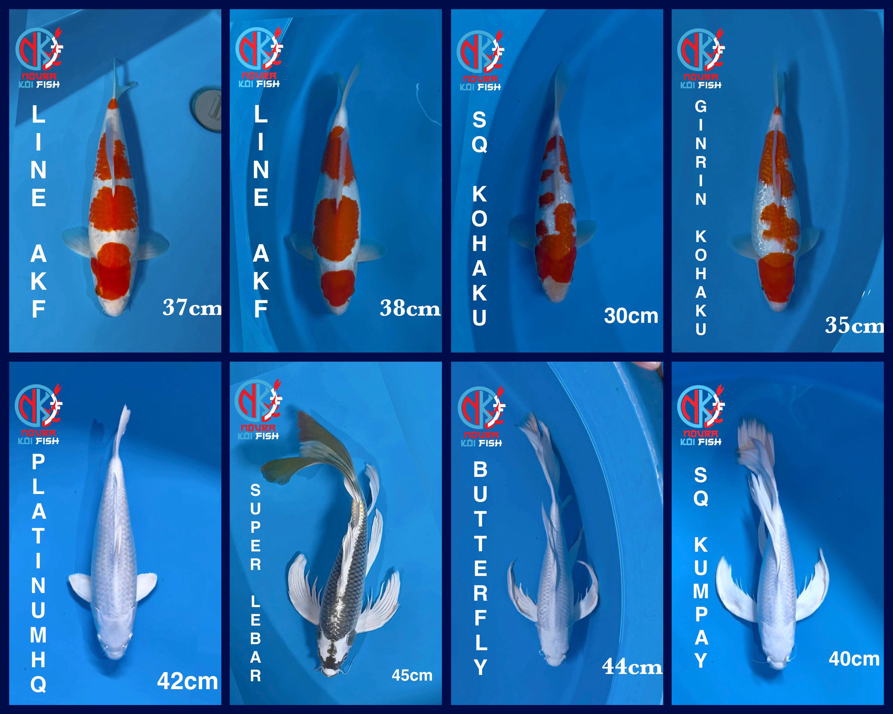 Lelang Koi Online, Jual Beli Ikan Koi, Pasar Koi Terbaik, Agen Lelang Koi, Penawaran Koi Berkualitas, Harga Jual Koi, Lelang Ikan Koi Import, Beli Koi Online, Jual Koi Murah, Koi Showroom, Penjual Koi Terpercaya, Lelang Koi Jakarta, Jual Koi Lokal, Koi Kualitas Unggul, Harga Terbaik Koi, Jual Koi Indukan, Lelang Ikan Hias Koi, Pasar Koi Indonesia, Beli Koi Berkualitas Tinggi, Koi Farm Terbesar, Jual Beli Koi Impor, Lelang Ikan Koi Kualitas Premium, Daftar Harga Koi Terbaru, Pusat Jual Beli Koi, Info Lelang Koi Hari Ini.