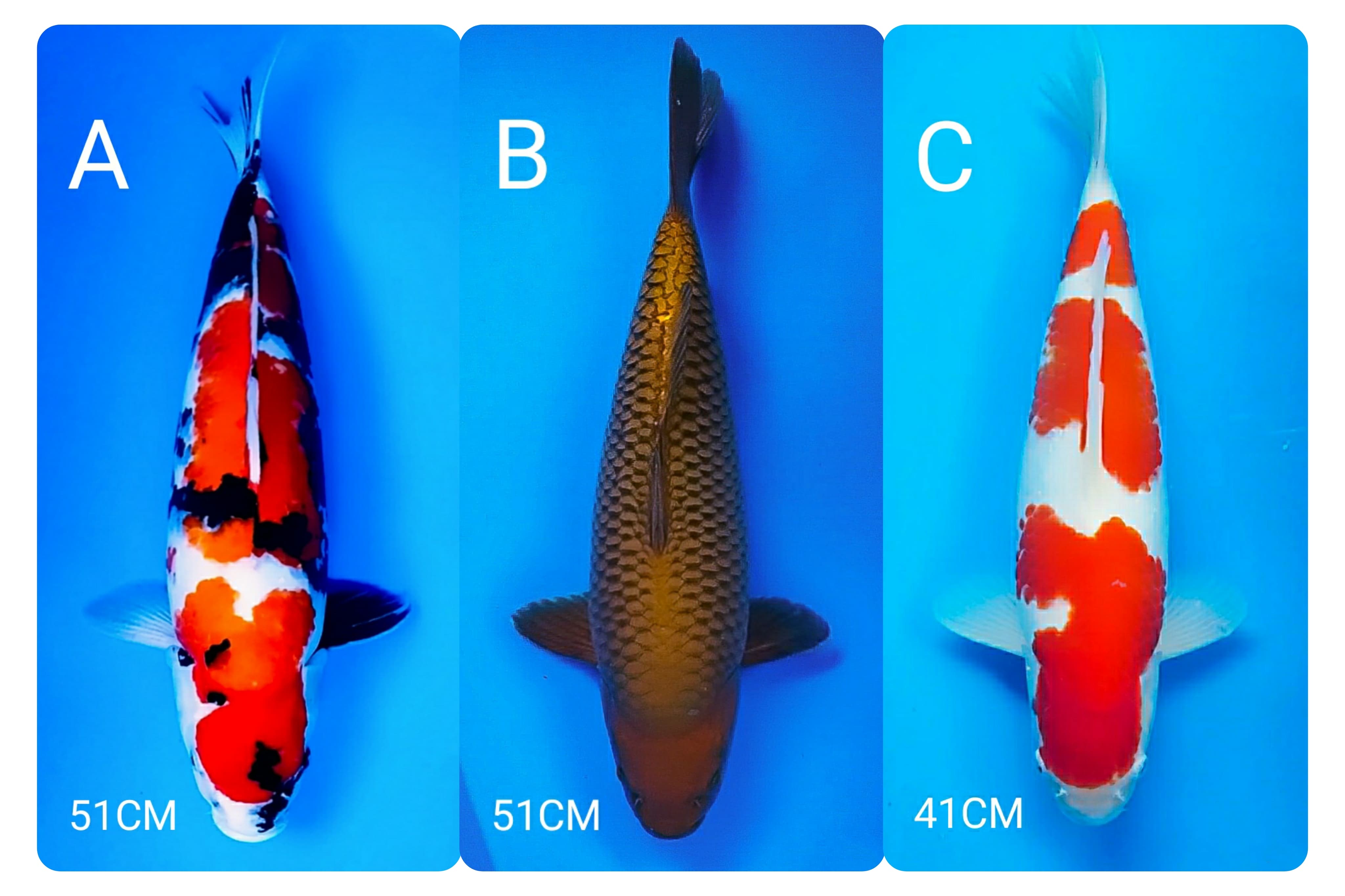 Lelang Koi Online, Jual Beli Ikan Koi, Pasar Koi Terbaik, Agen Lelang Koi, Penawaran Koi Berkualitas, Harga Jual Koi, Lelang Ikan Koi Import, Beli Koi Online, Jual Koi Murah, Koi Showroom, Penjual Koi Terpercaya, Lelang Koi Jakarta, Jual Koi Lokal, Koi Kualitas Unggul, Harga Terbaik Koi, Jual Koi Indukan, Lelang Ikan Hias Koi, Pasar Koi Indonesia, Beli Koi Berkualitas Tinggi, Koi Farm Terbesar, Jual Beli Koi Impor, Lelang Ikan Koi Kualitas Premium, Daftar Harga Koi Terbaru, Pusat Jual Beli Koi, Info Lelang Koi Hari Ini.