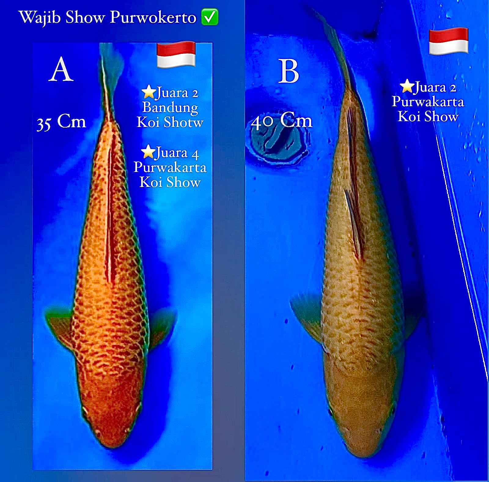 Lelang Koi Online, Jual Beli Ikan Koi, Pasar Koi Terbaik, Agen Lelang Koi, Penawaran Koi Berkualitas, Harga Jual Koi, Lelang Ikan Koi Import, Beli Koi Online, Jual Koi Murah, Koi Showroom, Penjual Koi Terpercaya, Lelang Koi Jakarta, Jual Koi Lokal, Koi Kualitas Unggul, Harga Terbaik Koi, Jual Koi Indukan, Lelang Ikan Hias Koi, Pasar Koi Indonesia, Beli Koi Berkualitas Tinggi, Koi Farm Terbesar, Jual Beli Koi Impor, Lelang Ikan Koi Kualitas Premium, Daftar Harga Koi Terbaru, Pusat Jual Beli Koi, Info Lelang Koi Hari Ini.