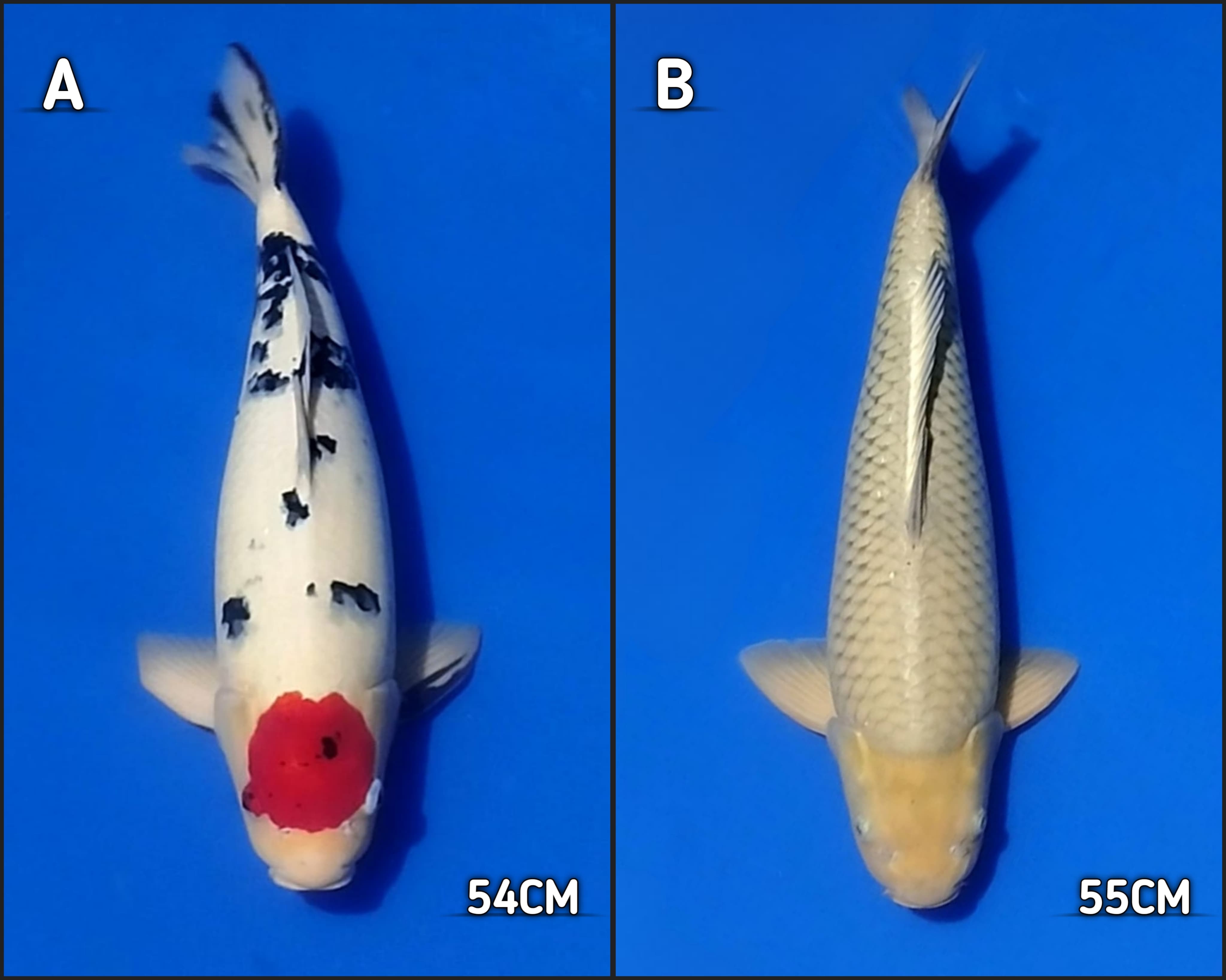 Lelang Koi Online, Jual Beli Ikan Koi, Pasar Koi Terbaik, Agen Lelang Koi, Penawaran Koi Berkualitas, Harga Jual Koi, Lelang Ikan Koi Import, Beli Koi Online, Jual Koi Murah, Koi Showroom, Penjual Koi Terpercaya, Lelang Koi Jakarta, Jual Koi Lokal, Koi Kualitas Unggul, Harga Terbaik Koi, Jual Koi Indukan, Lelang Ikan Hias Koi, Pasar Koi Indonesia, Beli Koi Berkualitas Tinggi, Koi Farm Terbesar, Jual Beli Koi Impor, Lelang Ikan Koi Kualitas Premium, Daftar Harga Koi Terbaru, Pusat Jual Beli Koi, Info Lelang Koi Hari Ini.