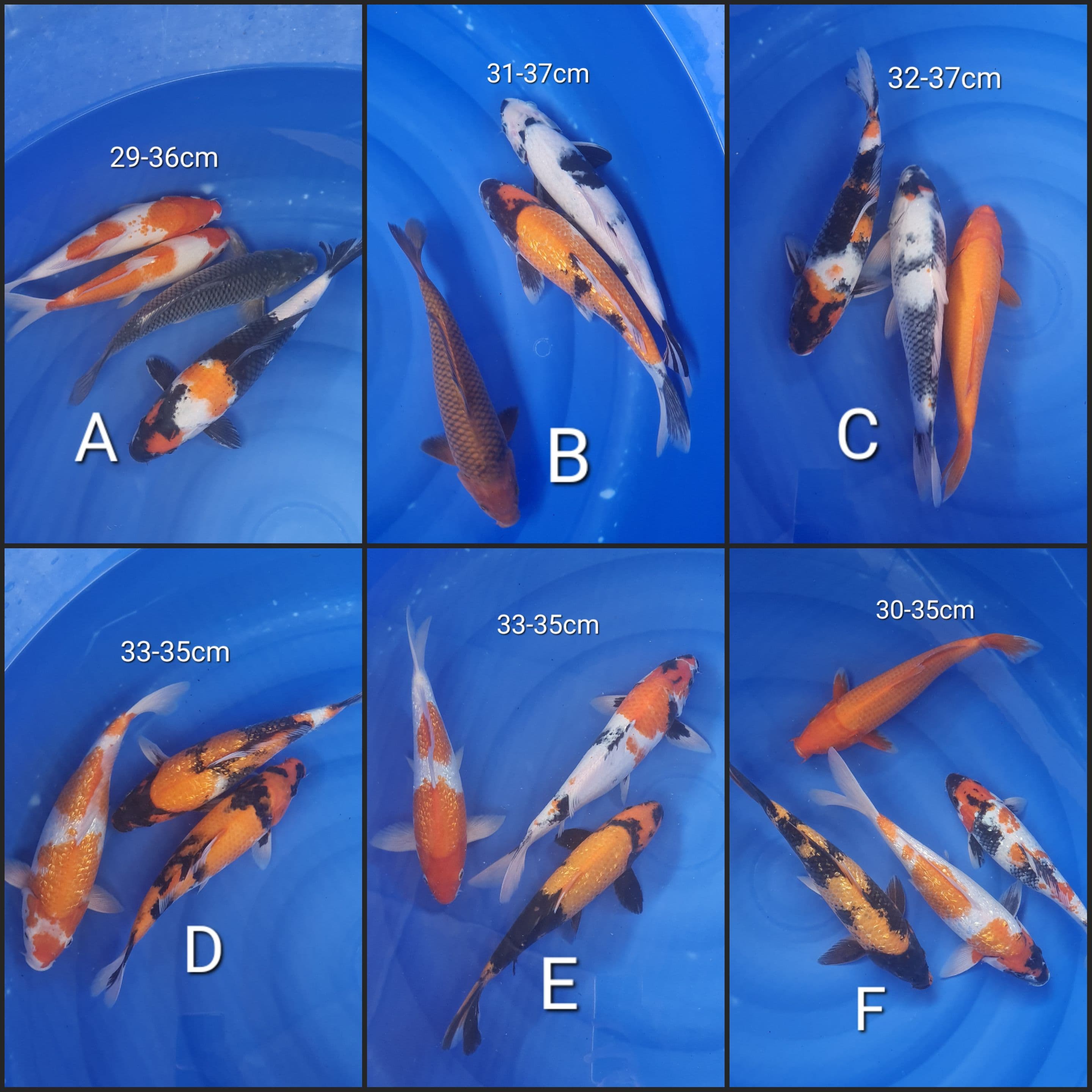 Lelang Koi Online, Jual Beli Ikan Koi, Pasar Koi Terbaik, Agen Lelang Koi, Penawaran Koi Berkualitas, Harga Jual Koi, Lelang Ikan Koi Import, Beli Koi Online, Jual Koi Murah, Koi Showroom, Penjual Koi Terpercaya, Lelang Koi Jakarta, Jual Koi Lokal, Koi Kualitas Unggul, Harga Terbaik Koi, Jual Koi Indukan, Lelang Ikan Hias Koi, Pasar Koi Indonesia, Beli Koi Berkualitas Tinggi, Koi Farm Terbesar, Jual Beli Koi Impor, Lelang Ikan Koi Kualitas Premium, Daftar Harga Koi Terbaru, Pusat Jual Beli Koi, Info Lelang Koi Hari Ini.