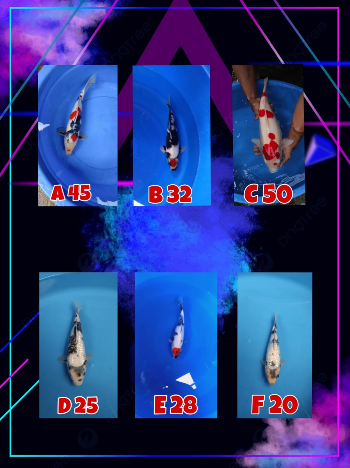 Lelang Koi Online, Jual Beli Ikan Koi, Pasar Koi Terbaik, Agen Lelang Koi, Penawaran Koi Berkualitas, Harga Jual Koi, Lelang Ikan Koi Import, Beli Koi Online, Jual Koi Murah, Koi Showroom, Penjual Koi Terpercaya, Lelang Koi Jakarta, Jual Koi Lokal, Koi Kualitas Unggul, Harga Terbaik Koi, Jual Koi Indukan, Lelang Ikan Hias Koi, Pasar Koi Indonesia, Beli Koi Berkualitas Tinggi, Koi Farm Terbesar, Jual Beli Koi Impor, Lelang Ikan Koi Kualitas Premium, Daftar Harga Koi Terbaru, Pusat Jual Beli Koi, Info Lelang Koi Hari Ini.