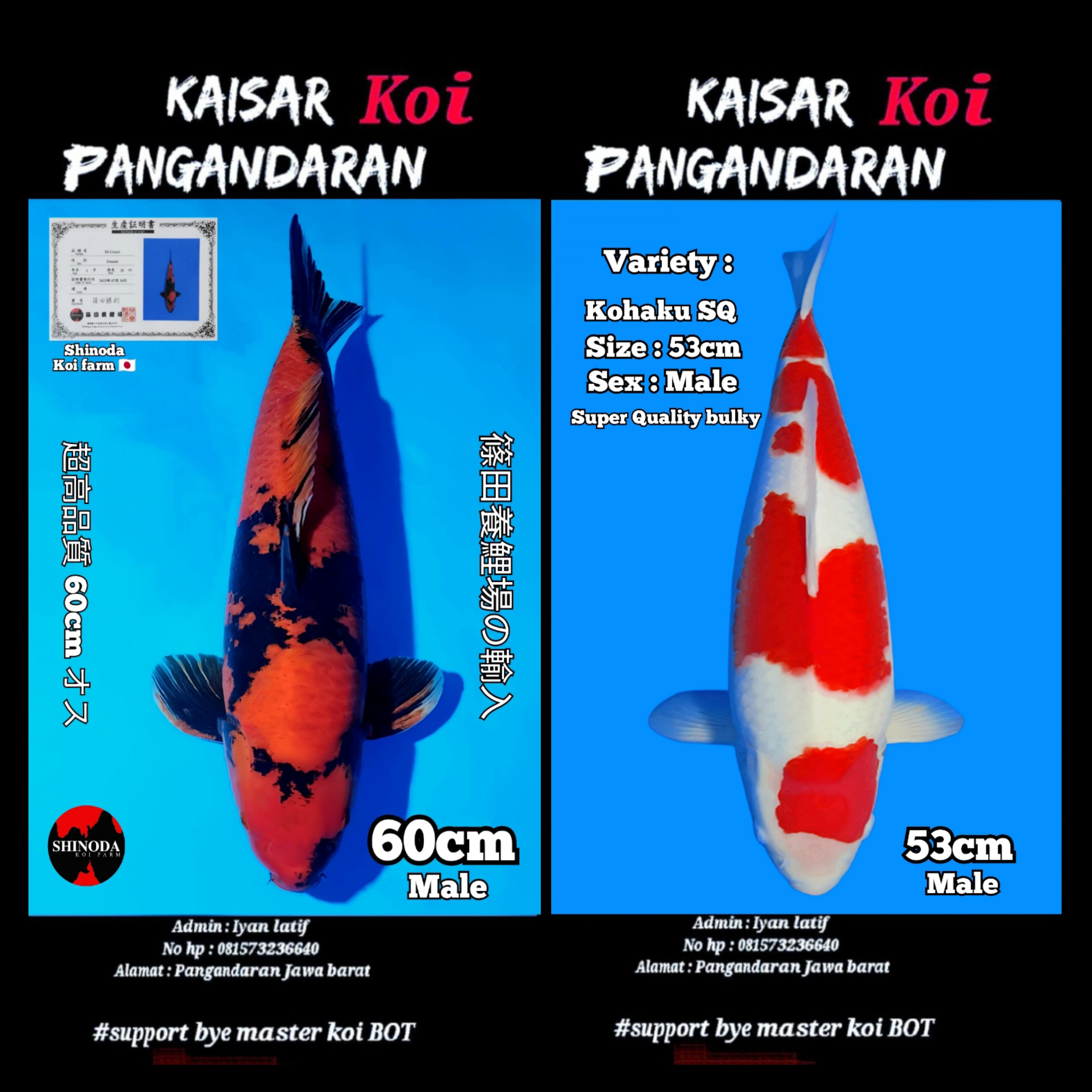 Lelang Koi Online, Jual Beli Ikan Koi, Pasar Koi Terbaik, Agen Lelang Koi, Penawaran Koi Berkualitas, Harga Jual Koi, Lelang Ikan Koi Import, Beli Koi Online, Jual Koi Murah, Koi Showroom, Penjual Koi Terpercaya, Lelang Koi Jakarta, Jual Koi Lokal, Koi Kualitas Unggul, Harga Terbaik Koi, Jual Koi Indukan, Lelang Ikan Hias Koi, Pasar Koi Indonesia, Beli Koi Berkualitas Tinggi, Koi Farm Terbesar, Jual Beli Koi Impor, Lelang Ikan Koi Kualitas Premium, Daftar Harga Koi Terbaru, Pusat Jual Beli Koi, Info Lelang Koi Hari Ini.