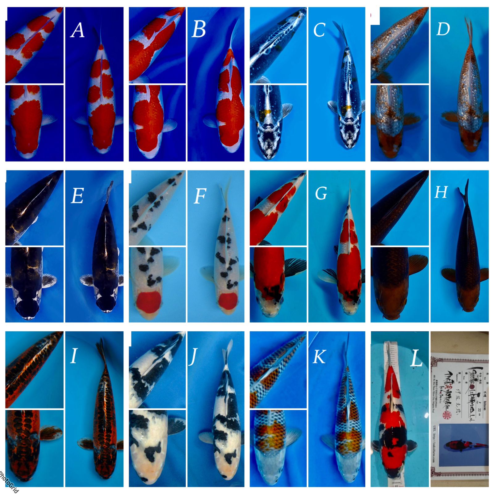 Lelang Koi Online, Jual Beli Ikan Koi, Pasar Koi Terbaik, Agen Lelang Koi, Penawaran Koi Berkualitas, Harga Jual Koi, Lelang Ikan Koi Import, Beli Koi Online, Jual Koi Murah, Koi Showroom, Penjual Koi Terpercaya, Lelang Koi Jakarta, Jual Koi Lokal, Koi Kualitas Unggul, Harga Terbaik Koi, Jual Koi Indukan, Lelang Ikan Hias Koi, Pasar Koi Indonesia, Beli Koi Berkualitas Tinggi, Koi Farm Terbesar, Jual Beli Koi Impor, Lelang Ikan Koi Kualitas Premium, Daftar Harga Koi Terbaru, Pusat Jual Beli Koi, Info Lelang Koi Hari Ini.