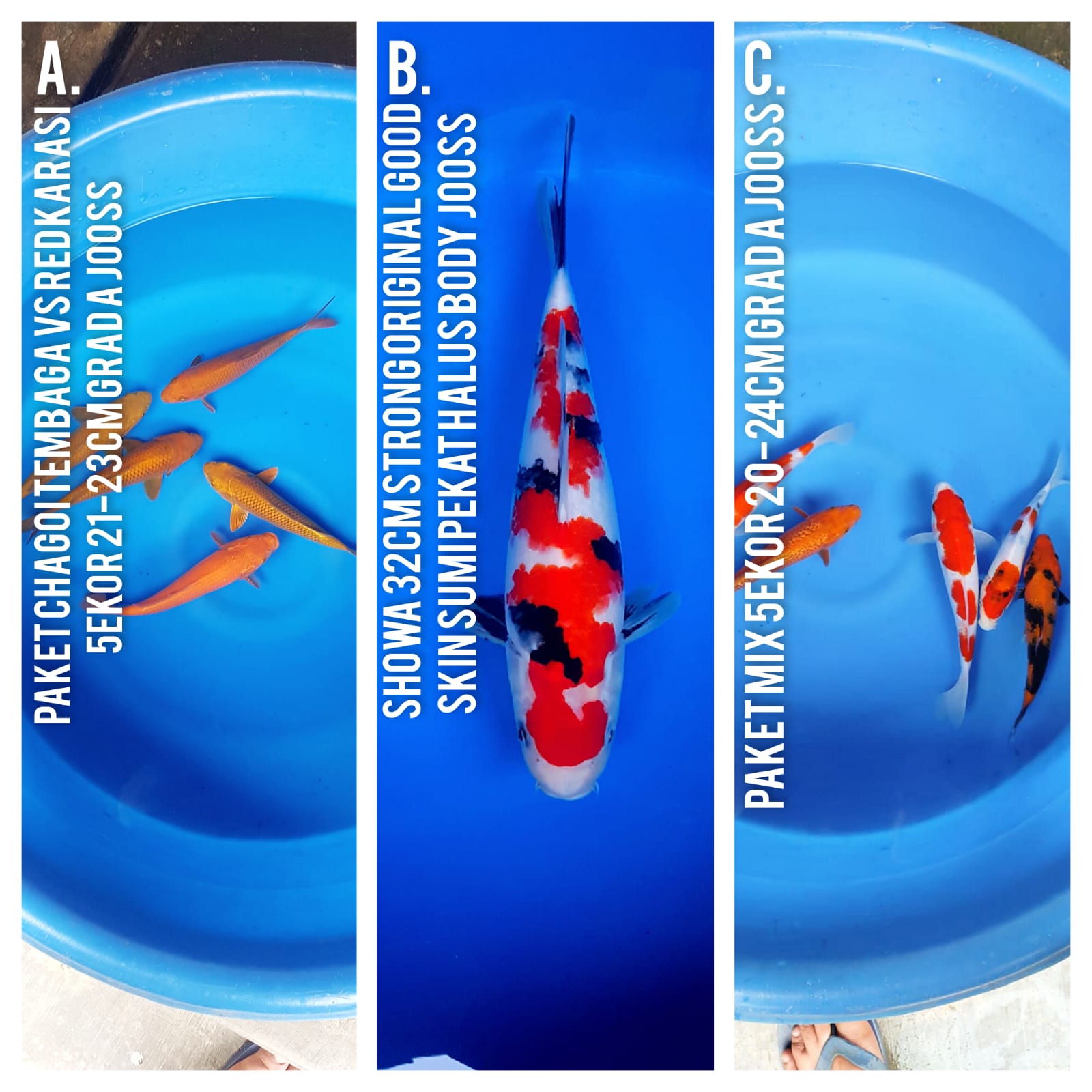 Lelang Koi Online, Jual Beli Ikan Koi, Pasar Koi Terbaik, Agen Lelang Koi, Penawaran Koi Berkualitas, Harga Jual Koi, Lelang Ikan Koi Import, Beli Koi Online, Jual Koi Murah, Koi Showroom, Penjual Koi Terpercaya, Lelang Koi Jakarta, Jual Koi Lokal, Koi Kualitas Unggul, Harga Terbaik Koi, Jual Koi Indukan, Lelang Ikan Hias Koi, Pasar Koi Indonesia, Beli Koi Berkualitas Tinggi, Koi Farm Terbesar, Jual Beli Koi Impor, Lelang Ikan Koi Kualitas Premium, Daftar Harga Koi Terbaru, Pusat Jual Beli Koi, Info Lelang Koi Hari Ini.