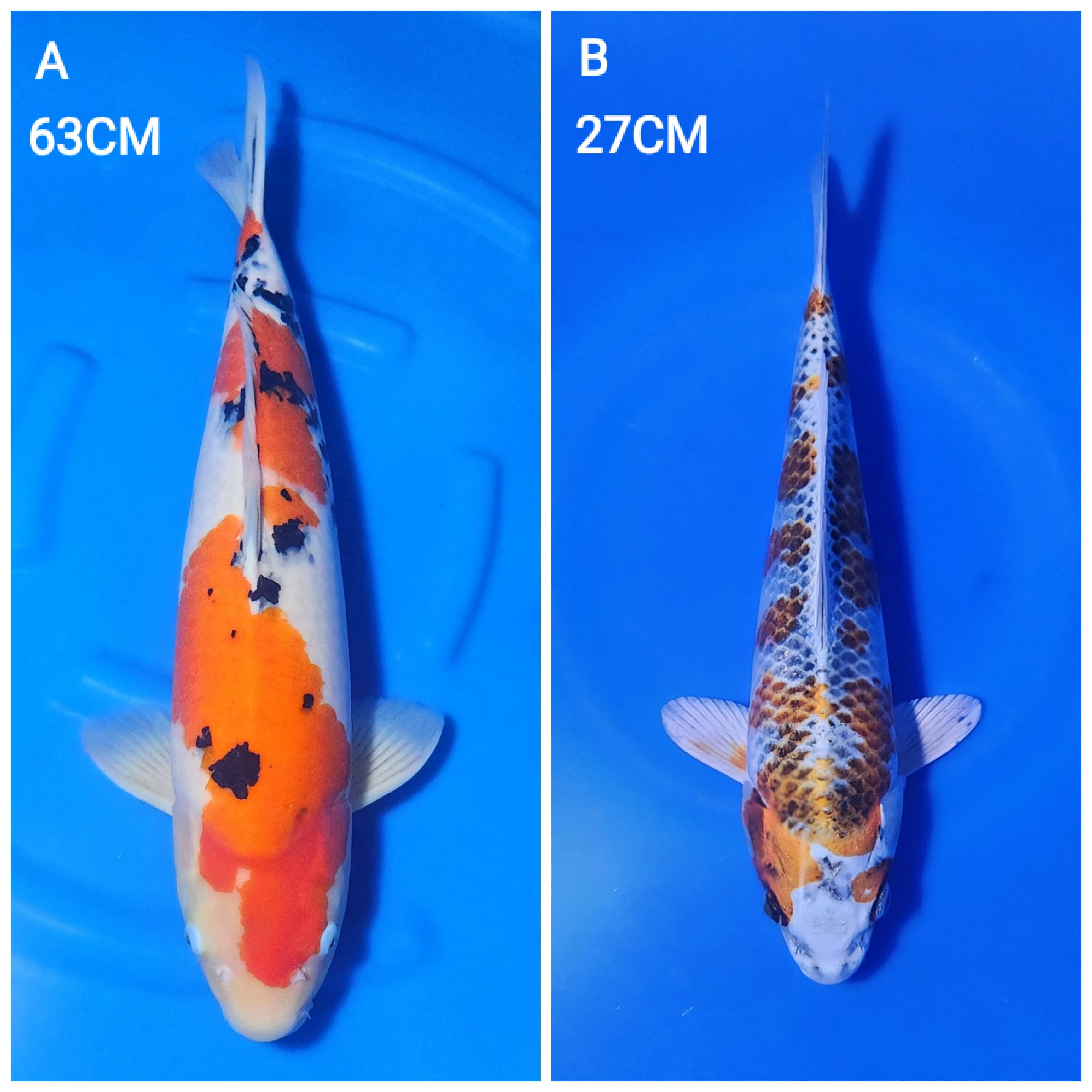 Lelang Koi Online, Jual Beli Ikan Koi, Pasar Koi Terbaik, Agen Lelang Koi, Penawaran Koi Berkualitas, Harga Jual Koi, Lelang Ikan Koi Import, Beli Koi Online, Jual Koi Murah, Koi Showroom, Penjual Koi Terpercaya, Lelang Koi Jakarta, Jual Koi Lokal, Koi Kualitas Unggul, Harga Terbaik Koi, Jual Koi Indukan, Lelang Ikan Hias Koi, Pasar Koi Indonesia, Beli Koi Berkualitas Tinggi, Koi Farm Terbesar, Jual Beli Koi Impor, Lelang Ikan Koi Kualitas Premium, Daftar Harga Koi Terbaru, Pusat Jual Beli Koi, Info Lelang Koi Hari Ini.