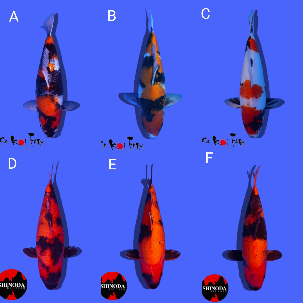 Lelang Koi Online, Jual Beli Ikan Koi, Pasar Koi Terbaik, Agen Lelang Koi, Penawaran Koi Berkualitas, Harga Jual Koi, Lelang Ikan Koi Import, Beli Koi Online, Jual Koi Murah, Koi Showroom, Penjual Koi Terpercaya, Lelang Koi Jakarta, Jual Koi Lokal, Koi Kualitas Unggul, Harga Terbaik Koi, Jual Koi Indukan, Lelang Ikan Hias Koi, Pasar Koi Indonesia, Beli Koi Berkualitas Tinggi, Koi Farm Terbesar, Jual Beli Koi Impor, Lelang Ikan Koi Kualitas Premium, Daftar Harga Koi Terbaru, Pusat Jual Beli Koi, Info Lelang Koi Hari Ini.