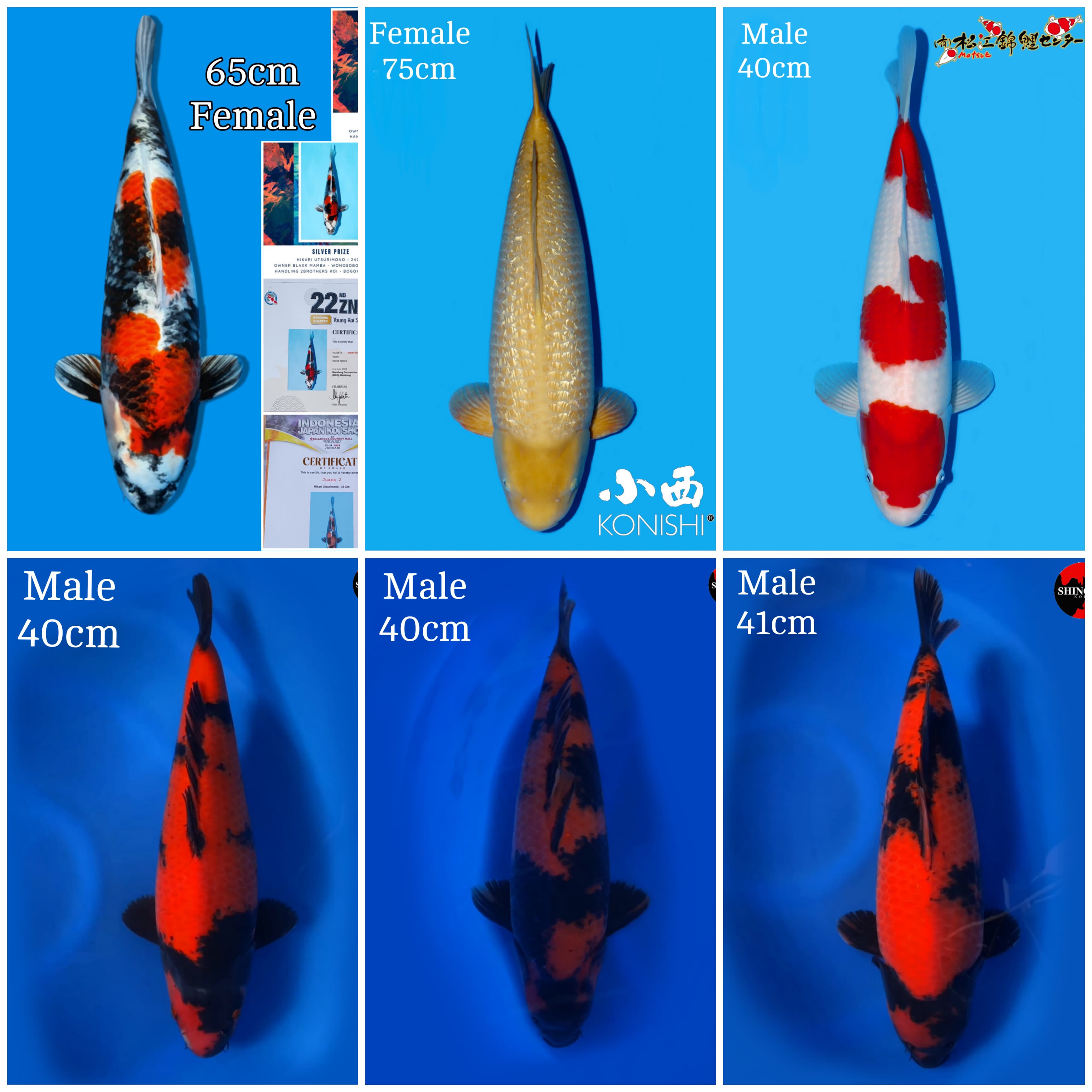 Lelang Koi Online, Jual Beli Ikan Koi, Pasar Koi Terbaik, Agen Lelang Koi, Penawaran Koi Berkualitas, Harga Jual Koi, Lelang Ikan Koi Import, Beli Koi Online, Jual Koi Murah, Koi Showroom, Penjual Koi Terpercaya, Lelang Koi Jakarta, Jual Koi Lokal, Koi Kualitas Unggul, Harga Terbaik Koi, Jual Koi Indukan, Lelang Ikan Hias Koi, Pasar Koi Indonesia, Beli Koi Berkualitas Tinggi, Koi Farm Terbesar, Jual Beli Koi Impor, Lelang Ikan Koi Kualitas Premium, Daftar Harga Koi Terbaru, Pusat Jual Beli Koi, Info Lelang Koi Hari Ini.