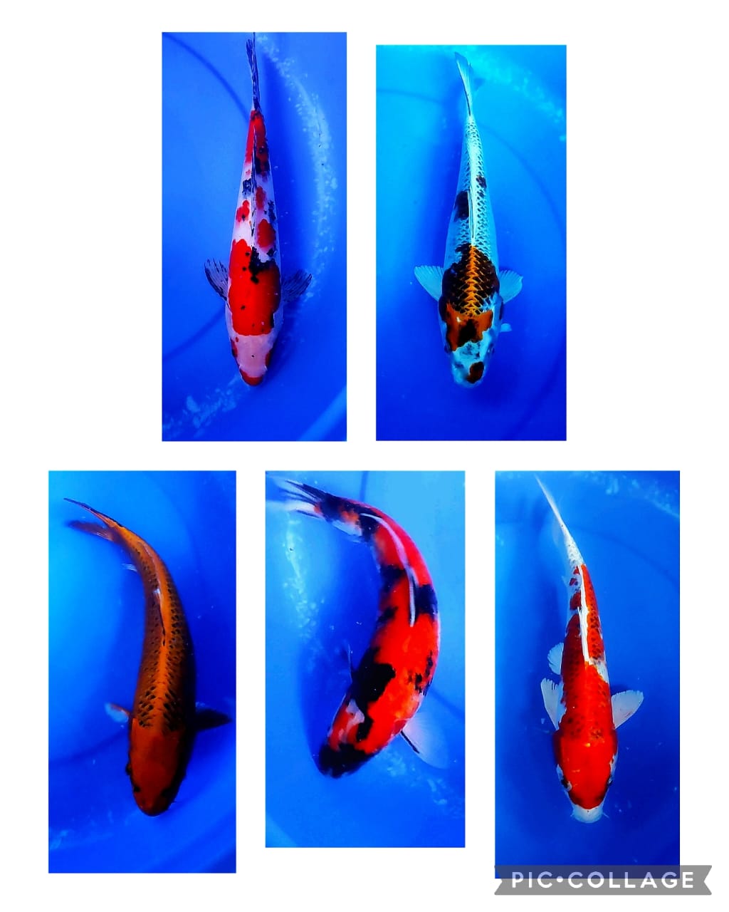 Lelang Koi Online, Jual Beli Ikan Koi, Pasar Koi Terbaik, Agen Lelang Koi, Penawaran Koi Berkualitas, Harga Jual Koi, Lelang Ikan Koi Import, Beli Koi Online, Jual Koi Murah, Koi Showroom, Penjual Koi Terpercaya, Lelang Koi Jakarta, Jual Koi Lokal, Koi Kualitas Unggul, Harga Terbaik Koi, Jual Koi Indukan, Lelang Ikan Hias Koi, Pasar Koi Indonesia, Beli Koi Berkualitas Tinggi, Koi Farm Terbesar, Jual Beli Koi Impor, Lelang Ikan Koi Kualitas Premium, Daftar Harga Koi Terbaru, Pusat Jual Beli Koi, Info Lelang Koi Hari Ini.