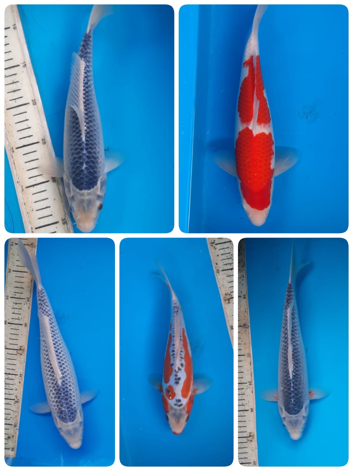 Lelang Koi Online, Jual Beli Ikan Koi, Pasar Koi Terbaik, Agen Lelang Koi, Penawaran Koi Berkualitas, Harga Jual Koi, Lelang Ikan Koi Import, Beli Koi Online, Jual Koi Murah, Koi Showroom, Penjual Koi Terpercaya, Lelang Koi Jakarta, Jual Koi Lokal, Koi Kualitas Unggul, Harga Terbaik Koi, Jual Koi Indukan, Lelang Ikan Hias Koi, Pasar Koi Indonesia, Beli Koi Berkualitas Tinggi, Koi Farm Terbesar, Jual Beli Koi Impor, Lelang Ikan Koi Kualitas Premium, Daftar Harga Koi Terbaru, Pusat Jual Beli Koi, Info Lelang Koi Hari Ini.