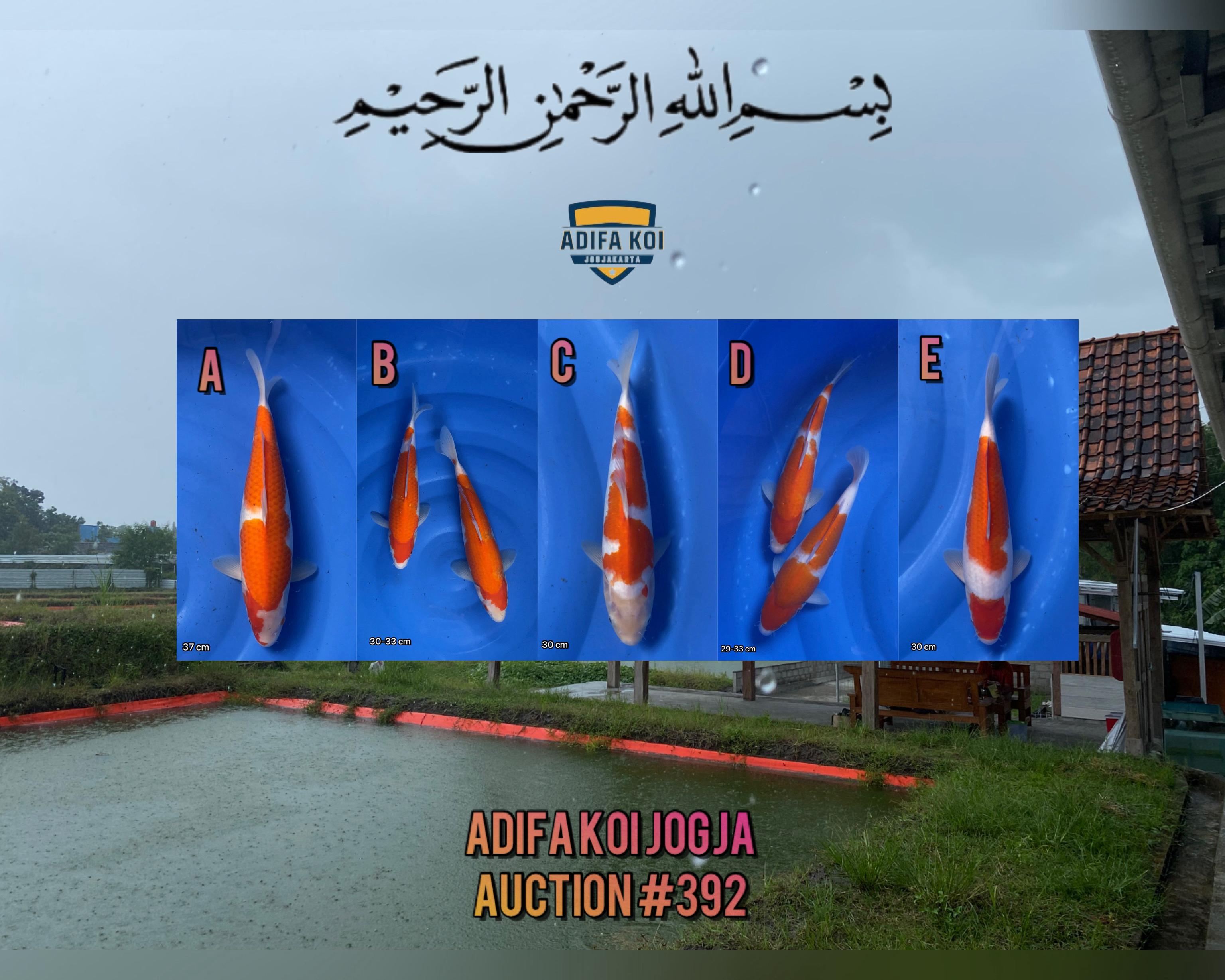 Lelang Koi Online, Jual Beli Ikan Koi, Pasar Koi Terbaik, Agen Lelang Koi, Penawaran Koi Berkualitas, Harga Jual Koi, Lelang Ikan Koi Import, Beli Koi Online, Jual Koi Murah, Koi Showroom, Penjual Koi Terpercaya, Lelang Koi Jakarta, Jual Koi Lokal, Koi Kualitas Unggul, Harga Terbaik Koi, Jual Koi Indukan, Lelang Ikan Hias Koi, Pasar Koi Indonesia, Beli Koi Berkualitas Tinggi, Koi Farm Terbesar, Jual Beli Koi Impor, Lelang Ikan Koi Kualitas Premium, Daftar Harga Koi Terbaru, Pusat Jual Beli Koi, Info Lelang Koi Hari Ini.