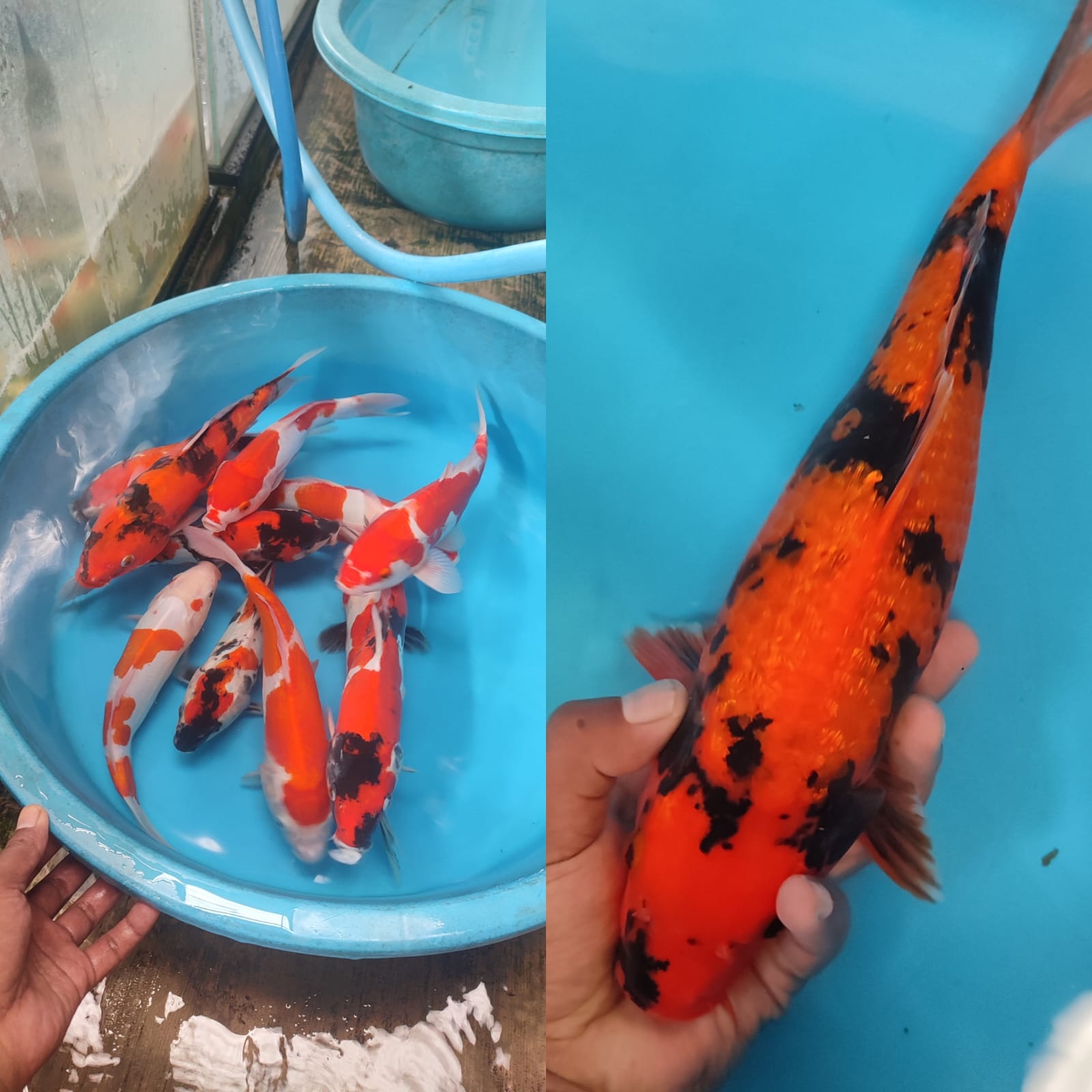 Lelang Koi Online, Jual Beli Ikan Koi, Pasar Koi Terbaik, Agen Lelang Koi, Penawaran Koi Berkualitas, Harga Jual Koi, Lelang Ikan Koi Import, Beli Koi Online, Jual Koi Murah, Koi Showroom, Penjual Koi Terpercaya, Lelang Koi Jakarta, Jual Koi Lokal, Koi Kualitas Unggul, Harga Terbaik Koi, Jual Koi Indukan, Lelang Ikan Hias Koi, Pasar Koi Indonesia, Beli Koi Berkualitas Tinggi, Koi Farm Terbesar, Jual Beli Koi Impor, Lelang Ikan Koi Kualitas Premium, Daftar Harga Koi Terbaru, Pusat Jual Beli Koi, Info Lelang Koi Hari Ini.