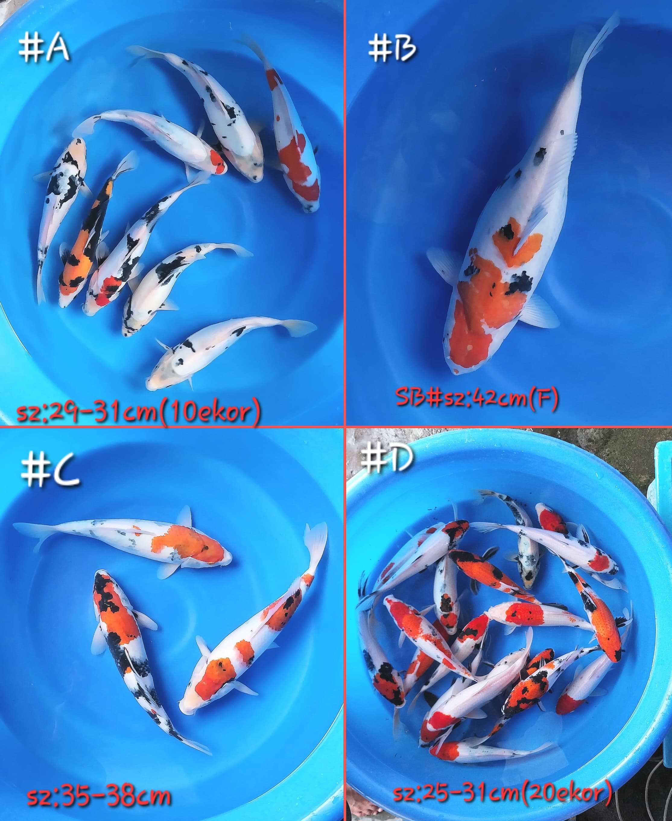 Lelang Koi Online, Jual Beli Ikan Koi, Pasar Koi Terbaik, Agen Lelang Koi, Penawaran Koi Berkualitas, Harga Jual Koi, Lelang Ikan Koi Import, Beli Koi Online, Jual Koi Murah, Koi Showroom, Penjual Koi Terpercaya, Lelang Koi Jakarta, Jual Koi Lokal, Koi Kualitas Unggul, Harga Terbaik Koi, Jual Koi Indukan, Lelang Ikan Hias Koi, Pasar Koi Indonesia, Beli Koi Berkualitas Tinggi, Koi Farm Terbesar, Jual Beli Koi Impor, Lelang Ikan Koi Kualitas Premium, Daftar Harga Koi Terbaru, Pusat Jual Beli Koi, Info Lelang Koi Hari Ini.